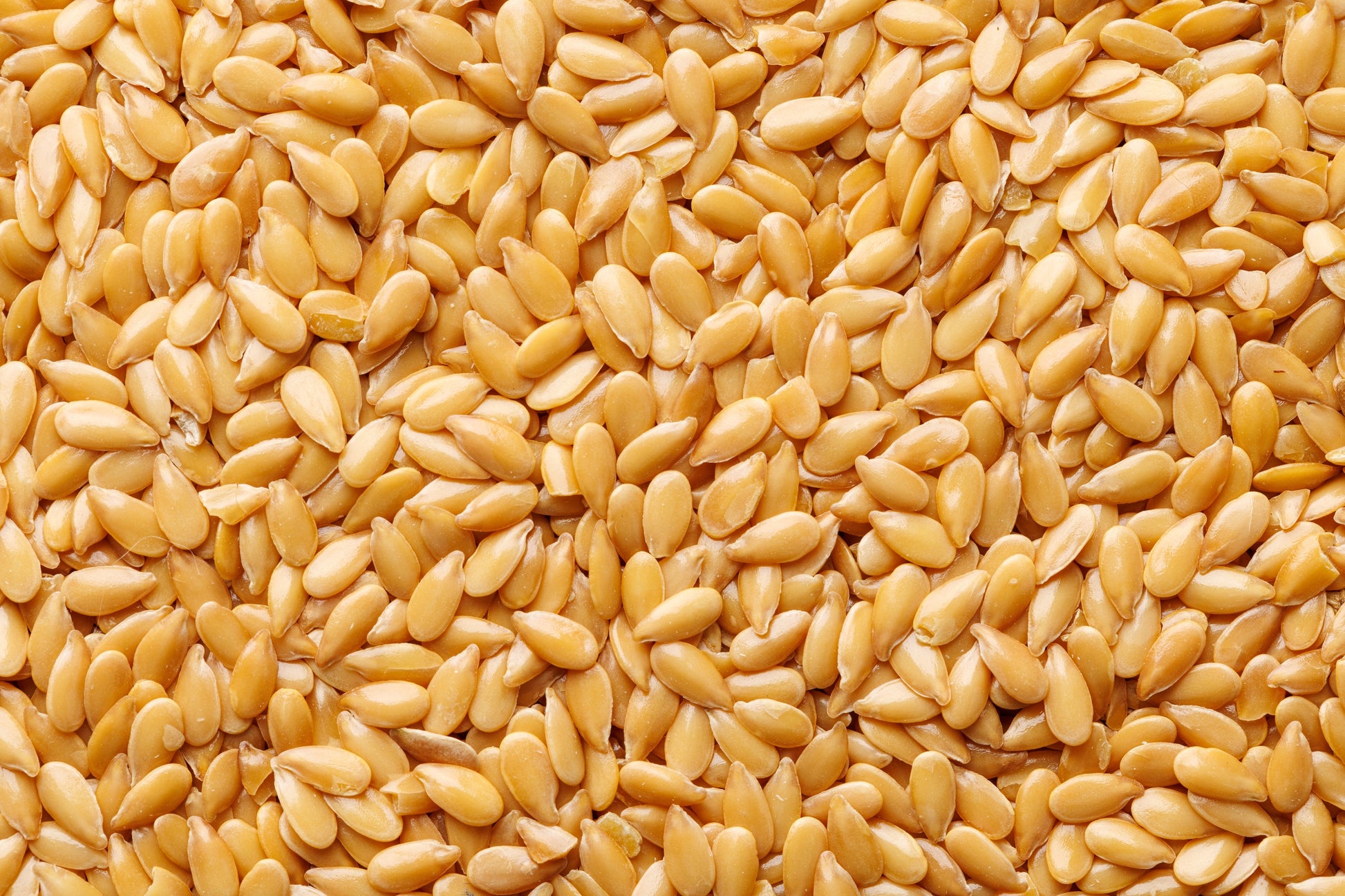 lin lan flower seeds for sale 500 Organic GOLDEN FLAX Yellow Linseed Common Linum Flavum Flower Seed – Seedville USA