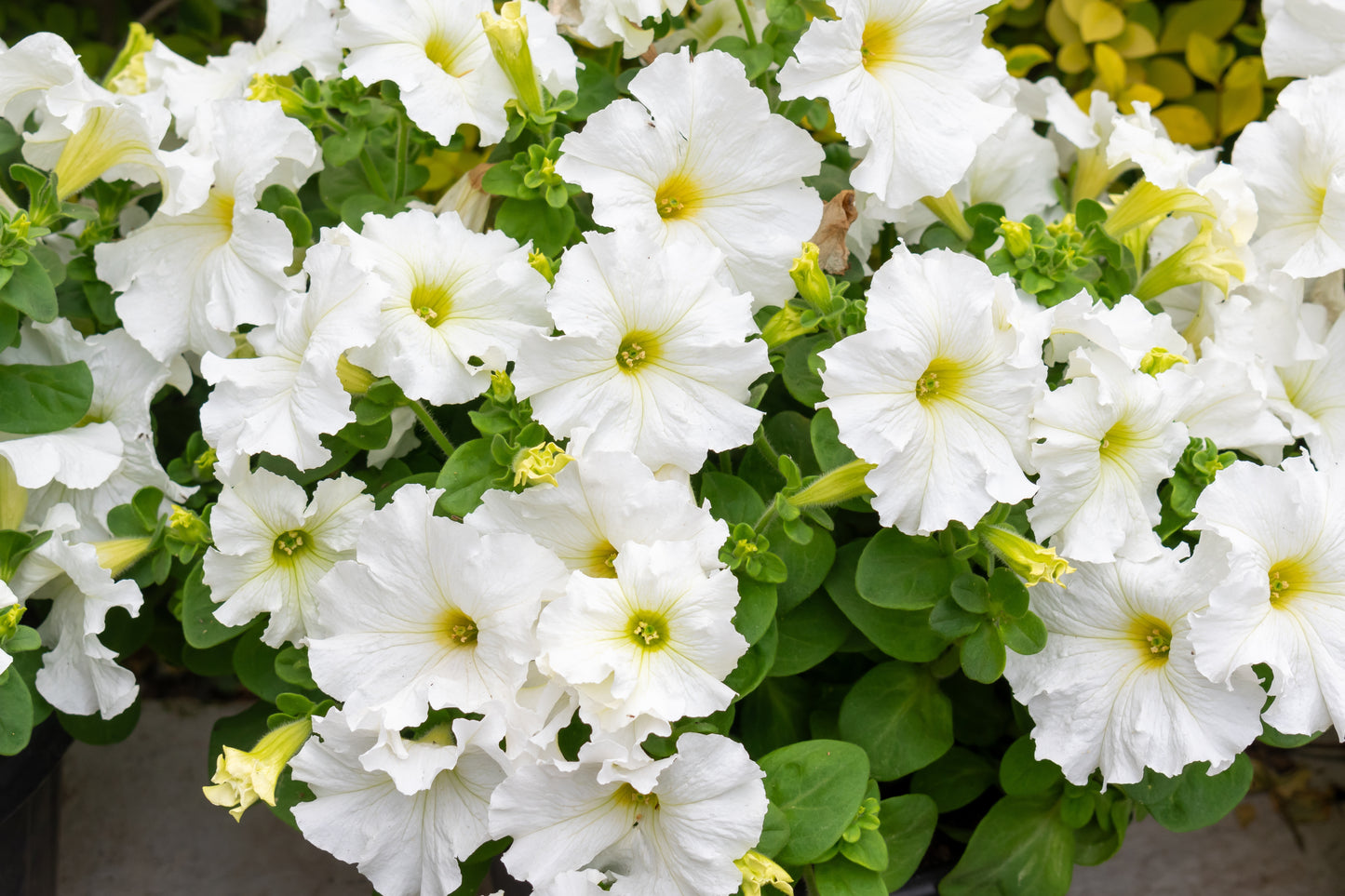 25 WHITE PETUNIA Grandiflora Flower Seeds