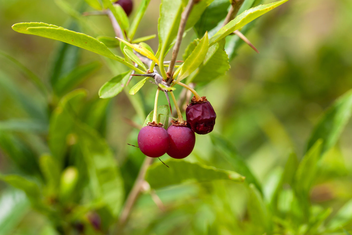 5 CHERRY PRINSEPIA Chinese Sinensis Edible Red Fruit Tree Shrub Flower Seeds