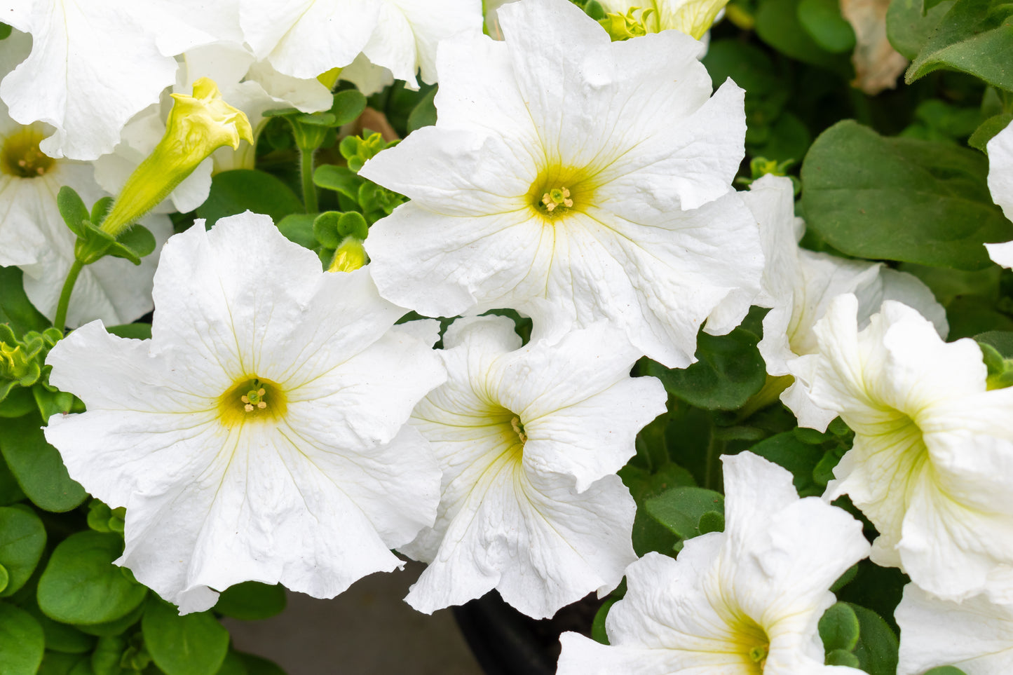 25 WHITE PETUNIA Grandiflora Flower Seeds