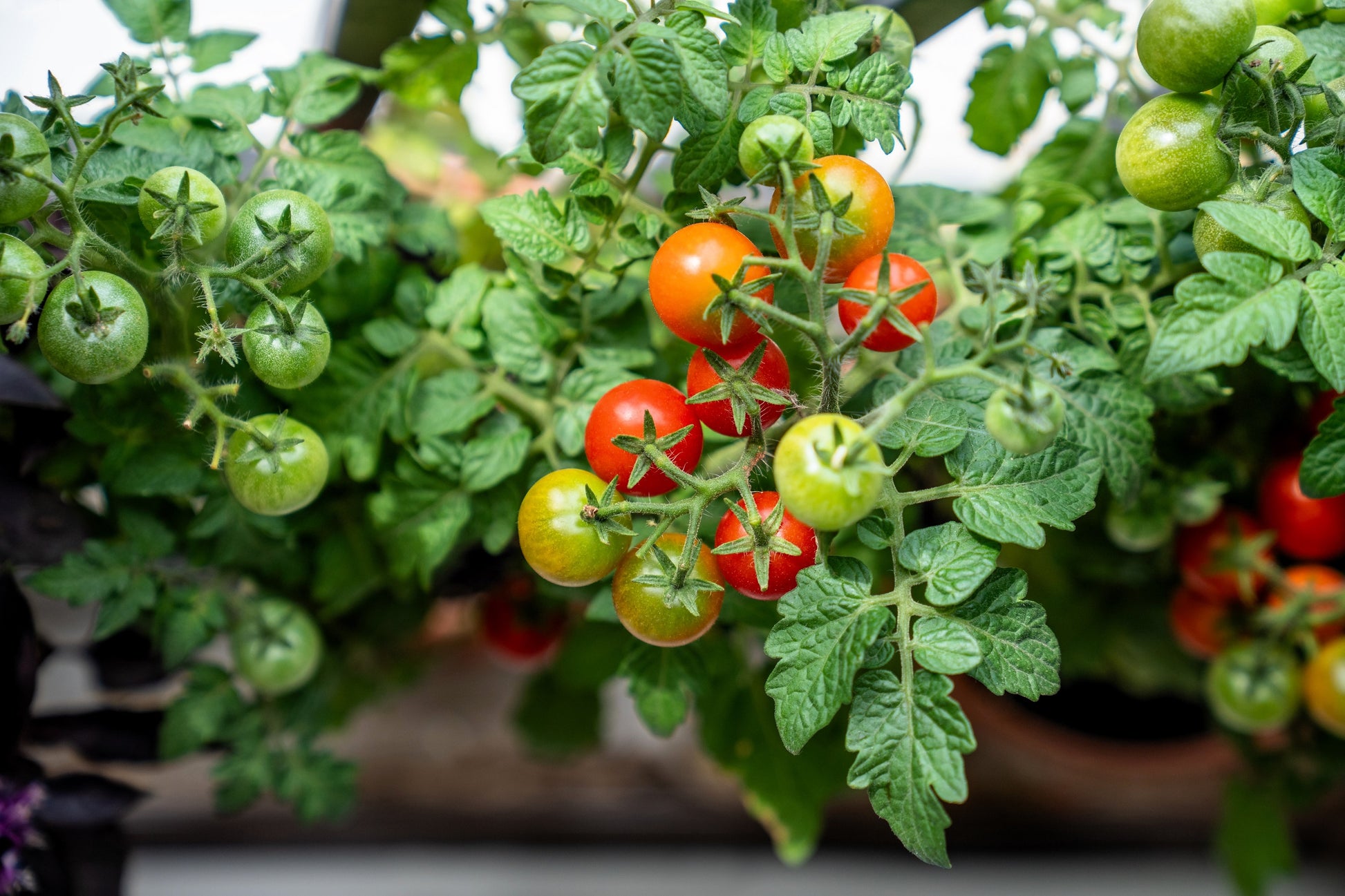 planting tiny tim tomato seeds 30 Dwarf Cherry TOMATO TINY TIM Solanum Lycoperscium Red Fruit Seeds – Seedville USA