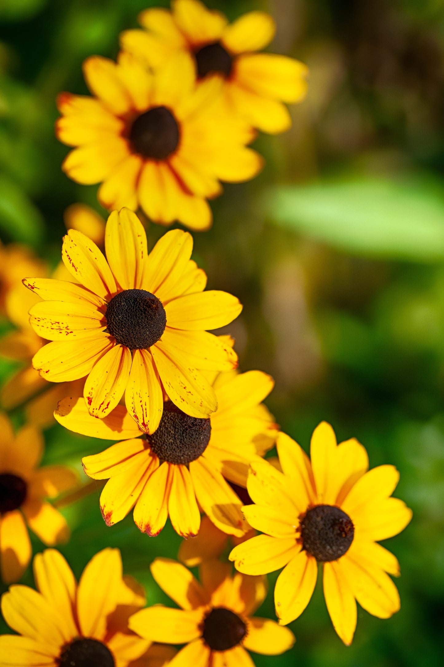 500 BROWN EYED SUSAN Rudbeckia Triloba Flower Seeds