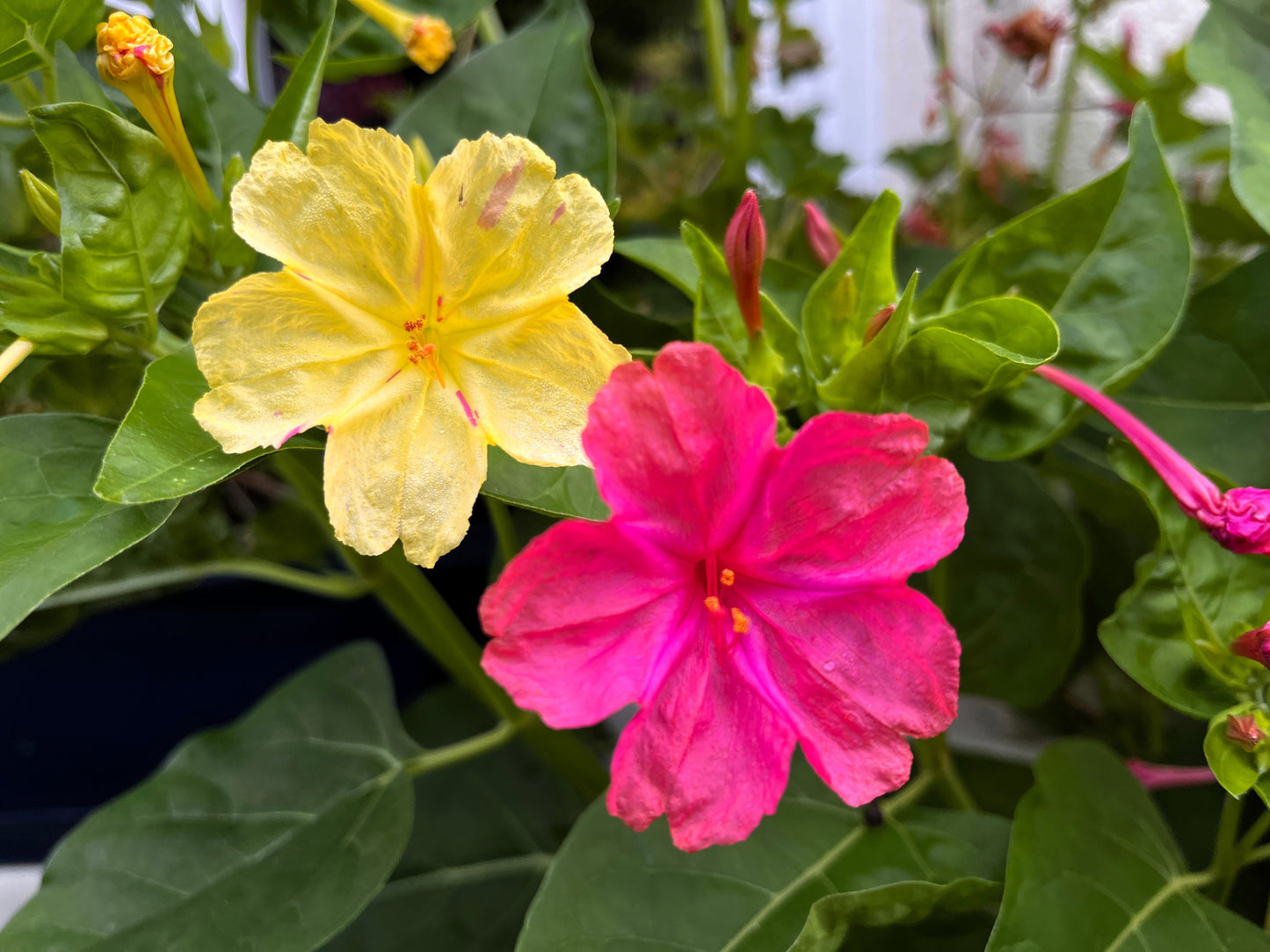 75 MIXED FOUR O CLOCK aka Marvel of Peru Mirabilis Jalapa Flower Seeds