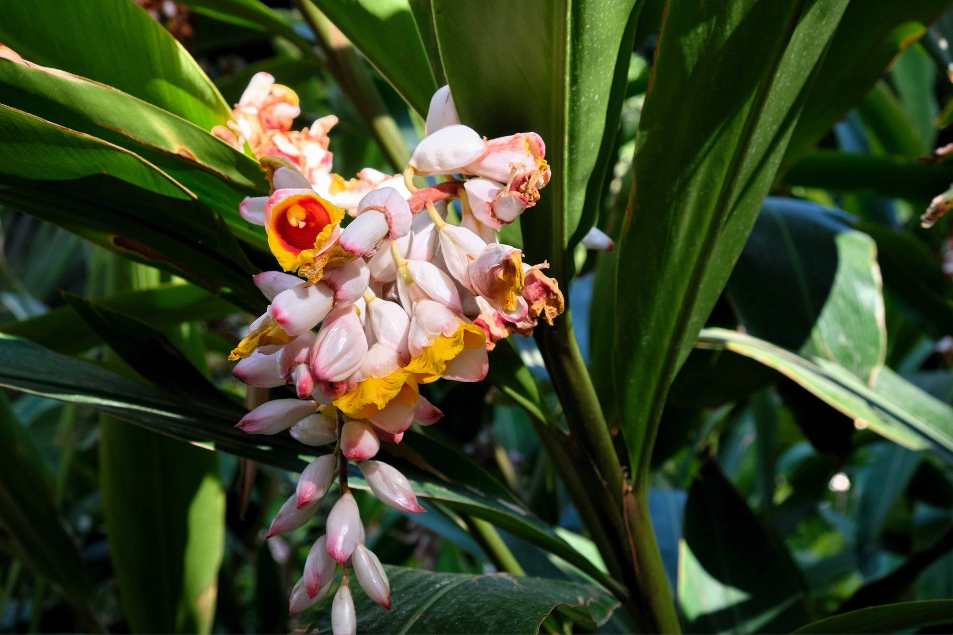 5 KAT GINGER Pink & Yellow Shell Alpinia Katsumadai Hayata Flower Herb –  Seedville USA