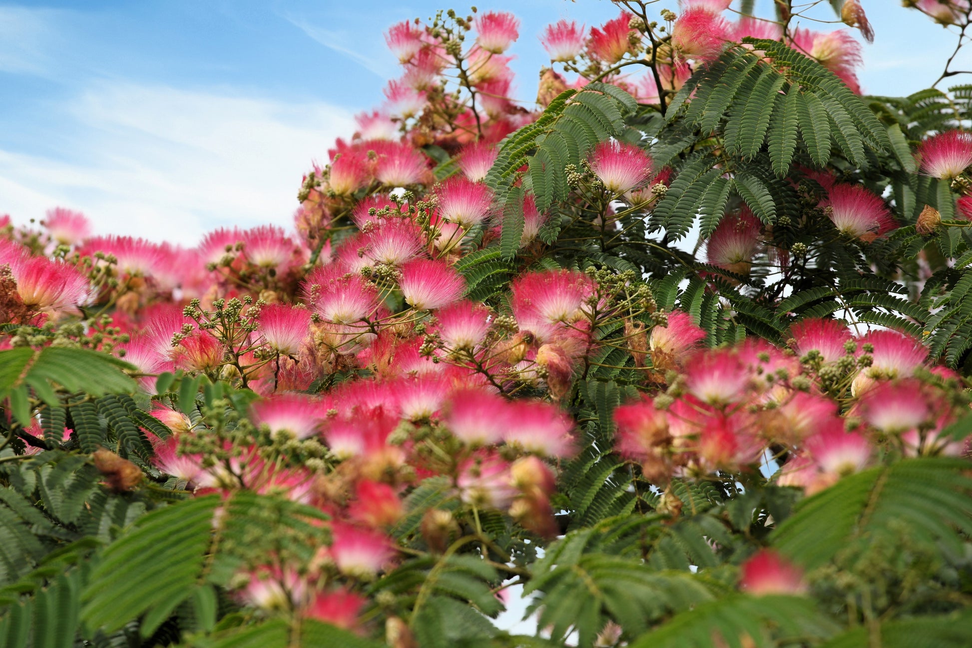 bonsai mimosa tree for sale 25 MIMOSA / Persian SILK TREE Albizia Julibrissin Seeds – Seedville USA