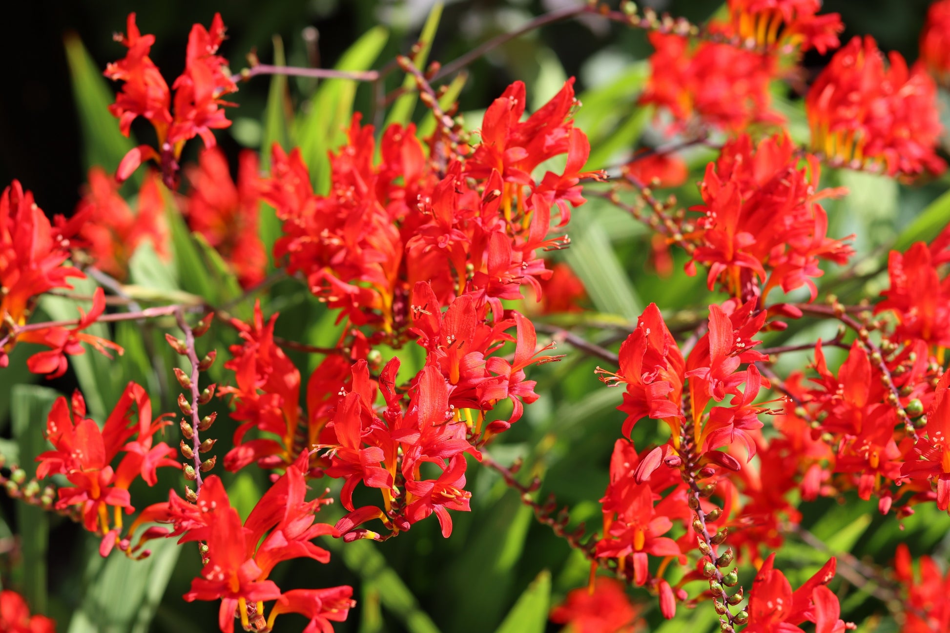 crocosmia lucifer seeds planting 10 RED LUCIFER CROCOSMIA Crocosmia Masoniorum Flower Seeds