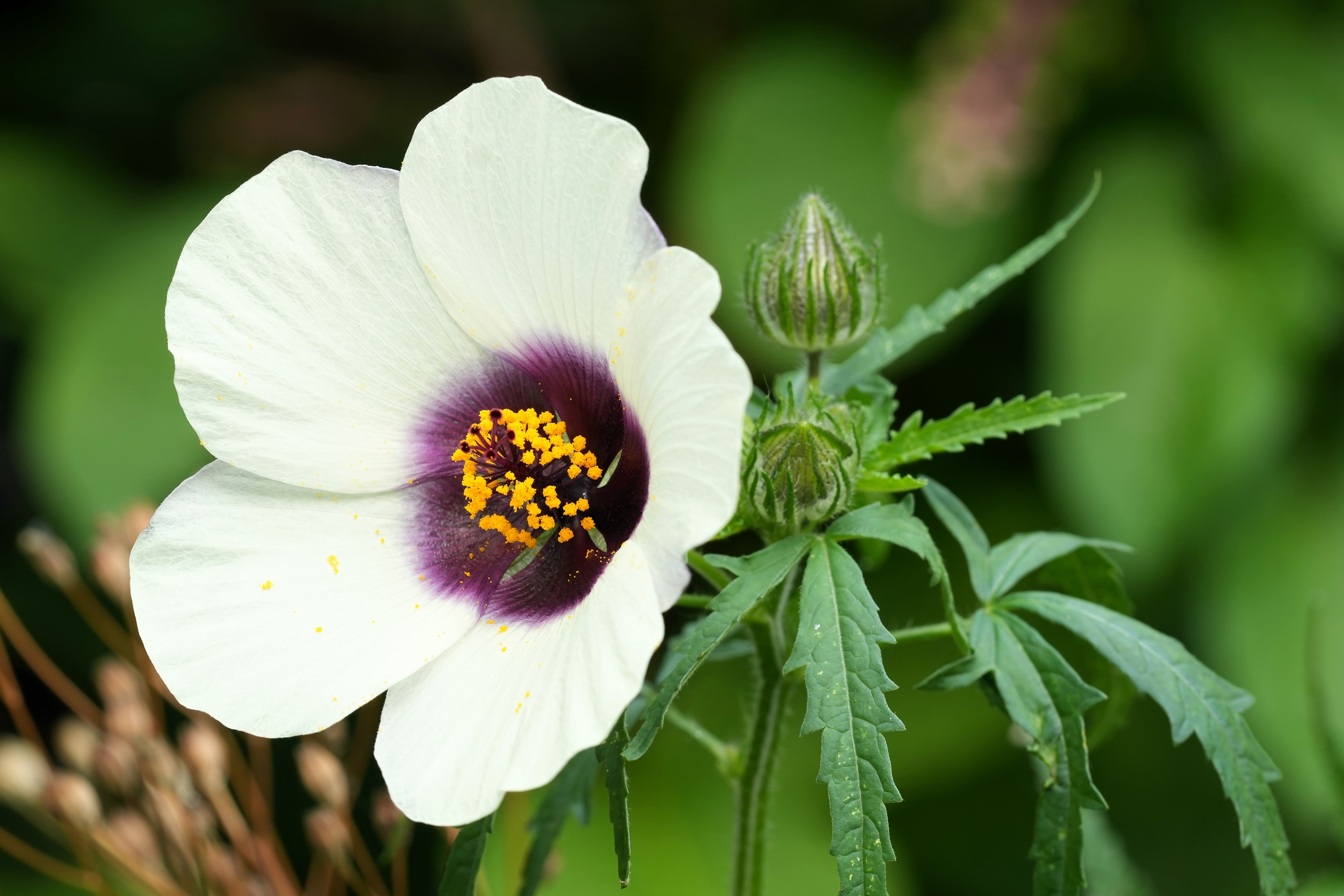 10 SIMPLY LOVE HIBISCUS (Flower of the Hour / Baldder Hibiscus