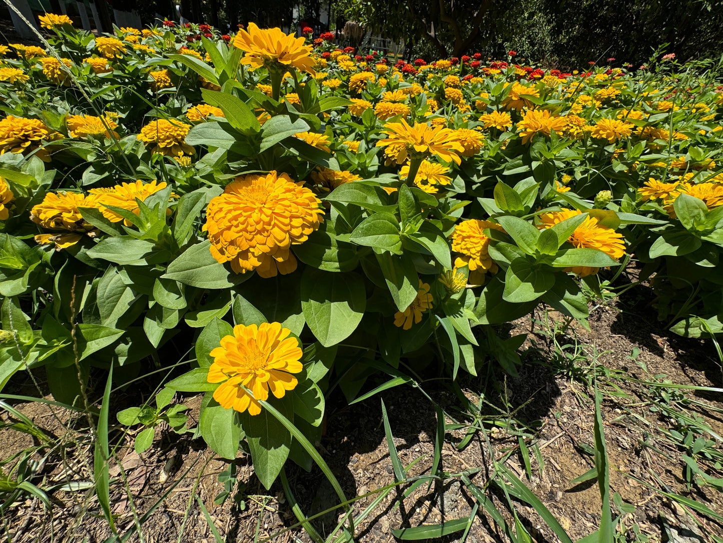 250 Yellow CANARY BIRD ZINNIA Elegans Flower Seeds