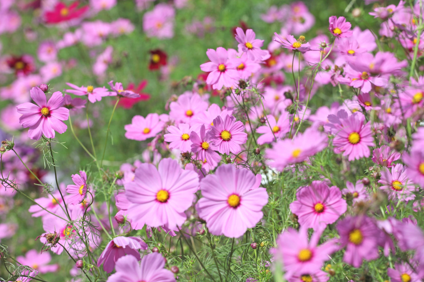 300 DWARF PINK COSMOS Cosmos Bipinnatus Flower Seeds
