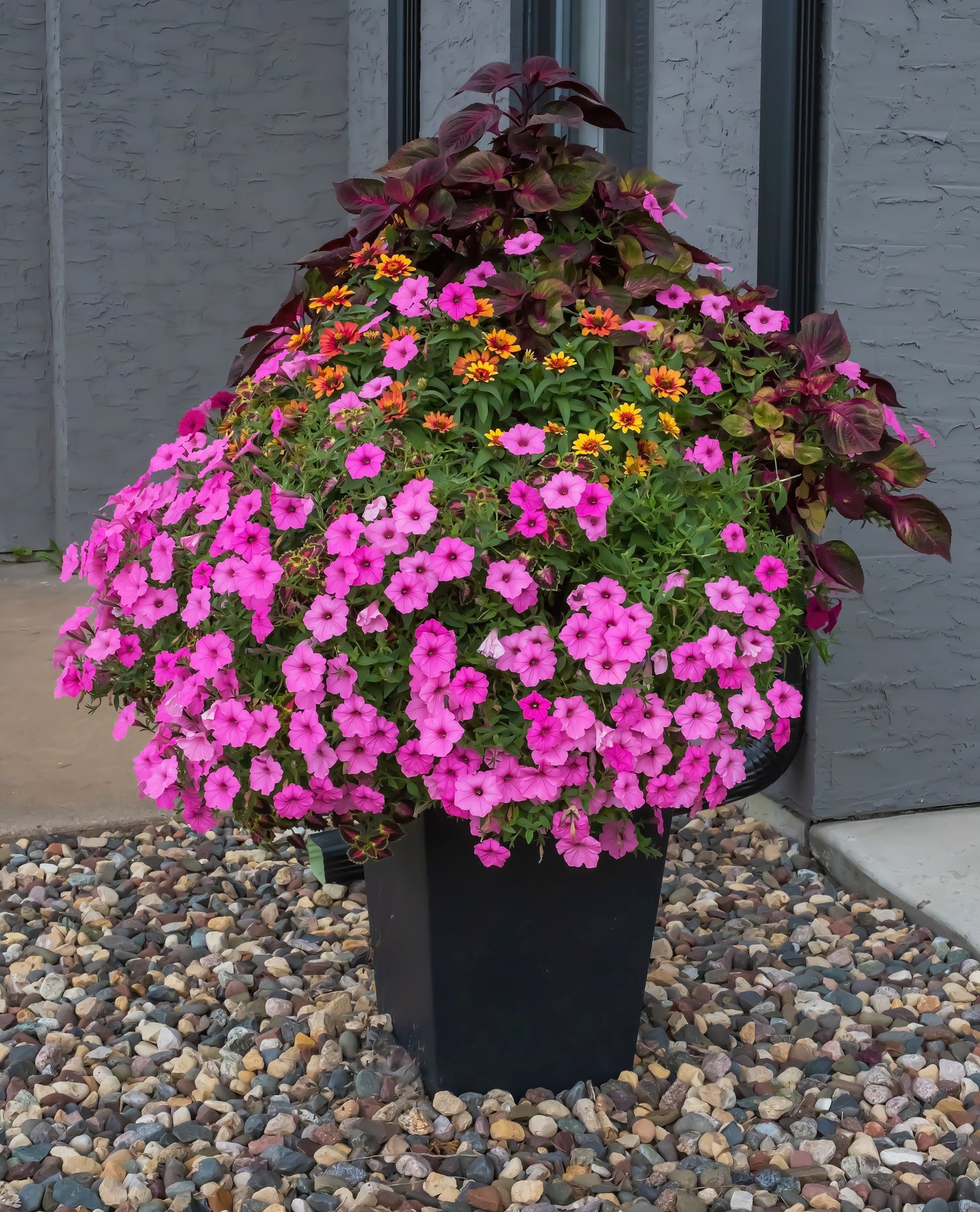 100 PINK PETUNIA Hybrida Pollinator Garden Container Flower Seeds