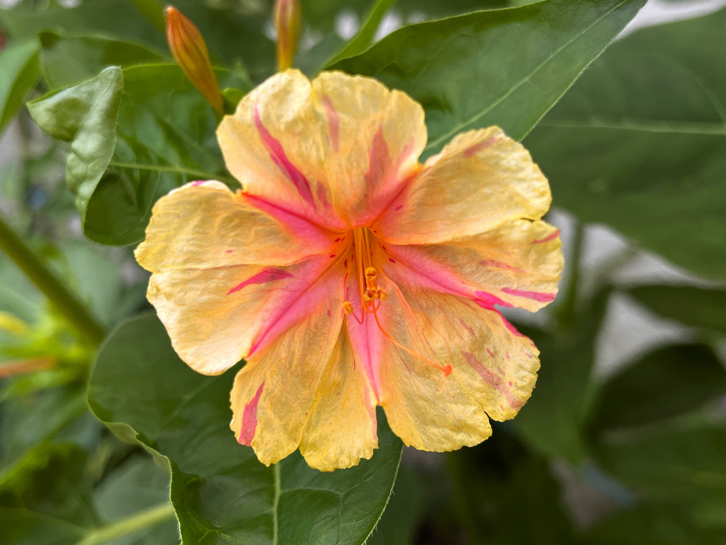 75 MIXED FOUR O CLOCK aka Marvel of Peru Mirabilis Jalapa Flower Seeds