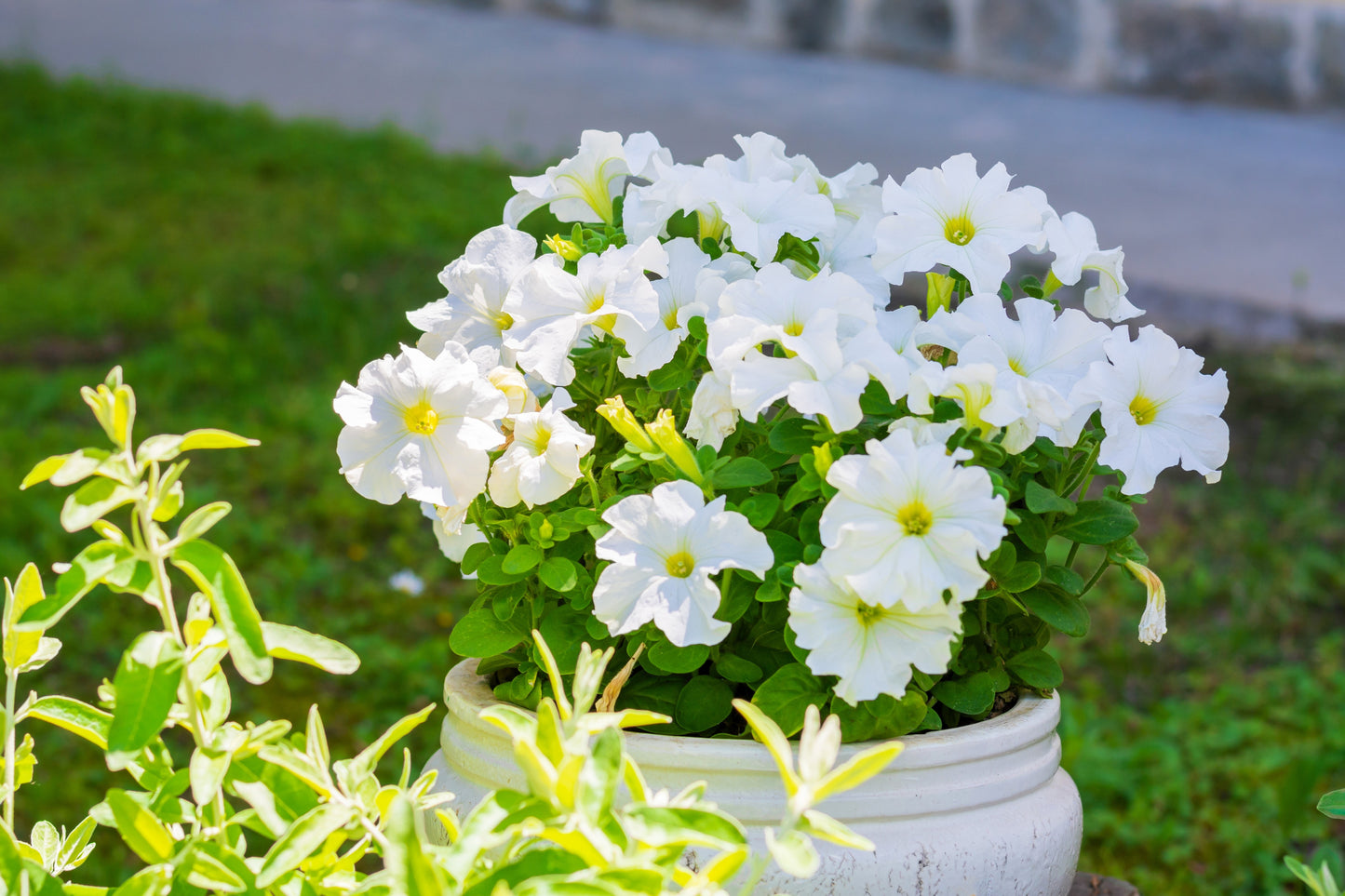 25 WHITE PETUNIA Grandiflora Flower Seeds