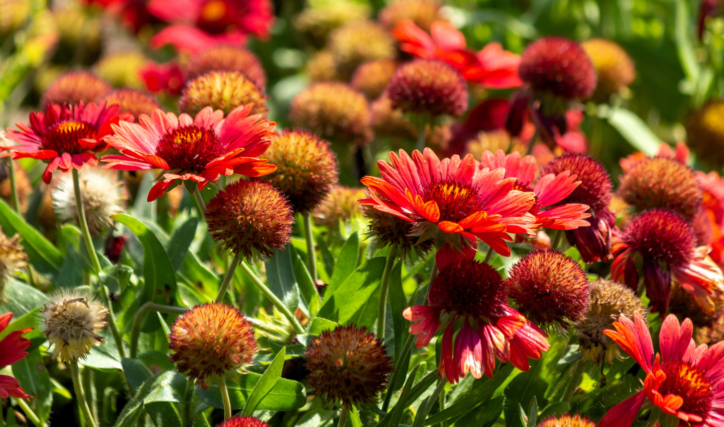 50 BURGUNDY GAILLARDIA Red Indian Blanket Flower Seeds