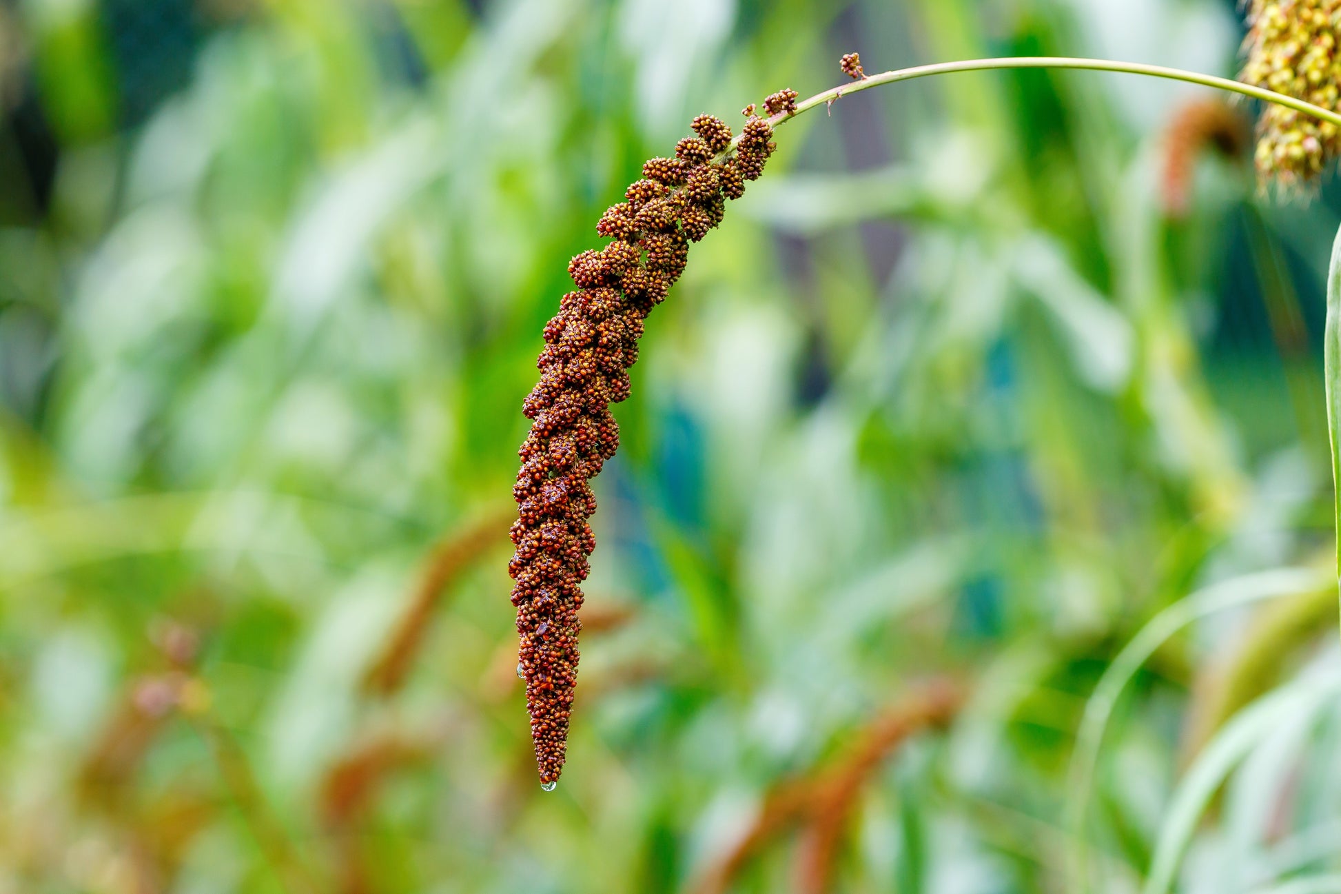seed ragi plant 25 RED JEWEL MILLET Setaria Italica Ornamental Grass Flower Seeds – Seedville USA