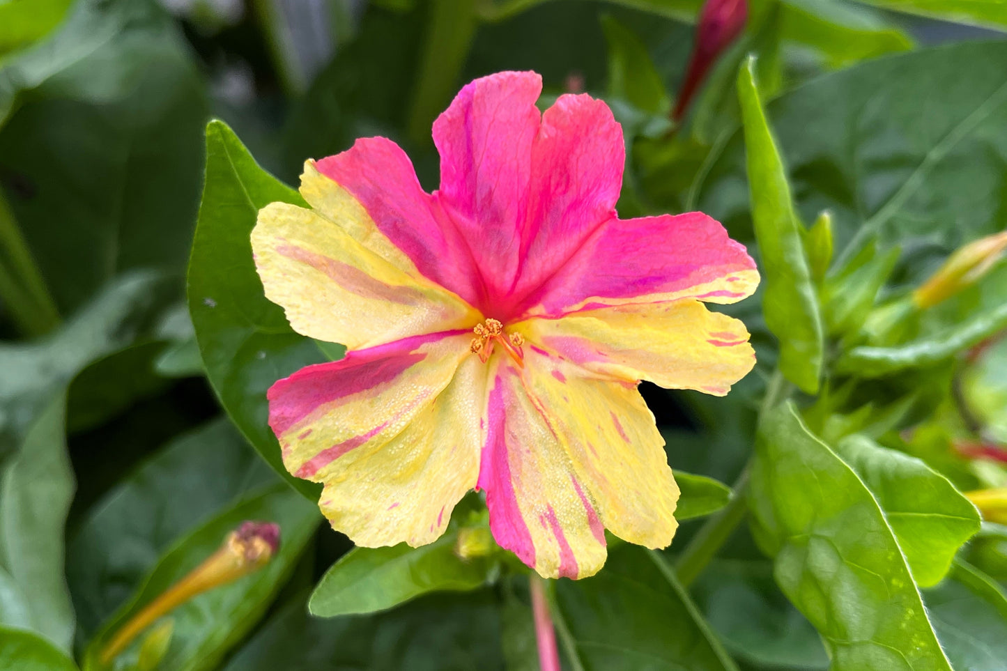 75 MIXED FOUR O CLOCK aka Marvel of Peru Mirabilis Jalapa Flower Seeds