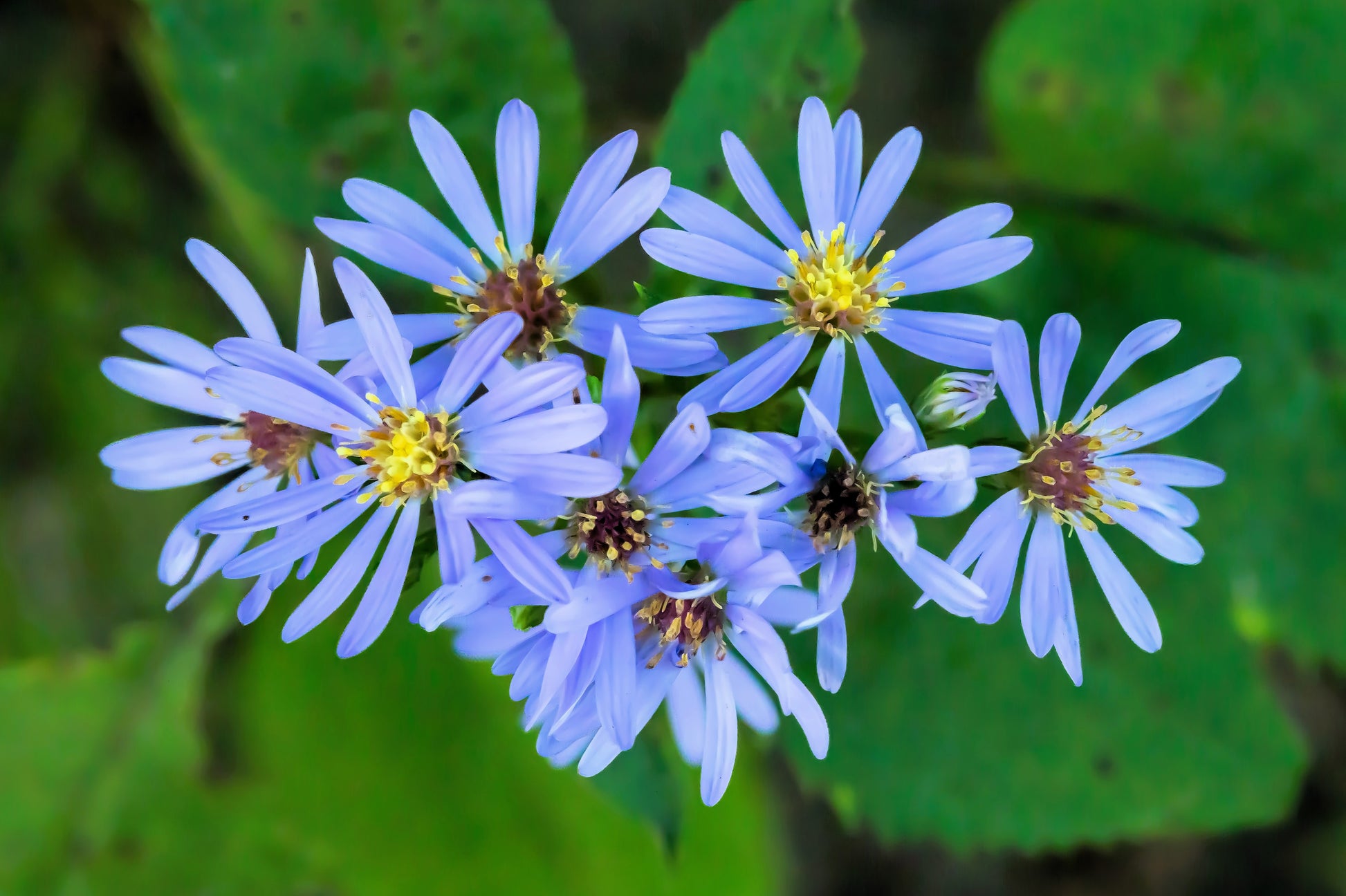astral seed flower bed 250 SKY BLUE ASTER Azure Aster Azureus Flower Seeds