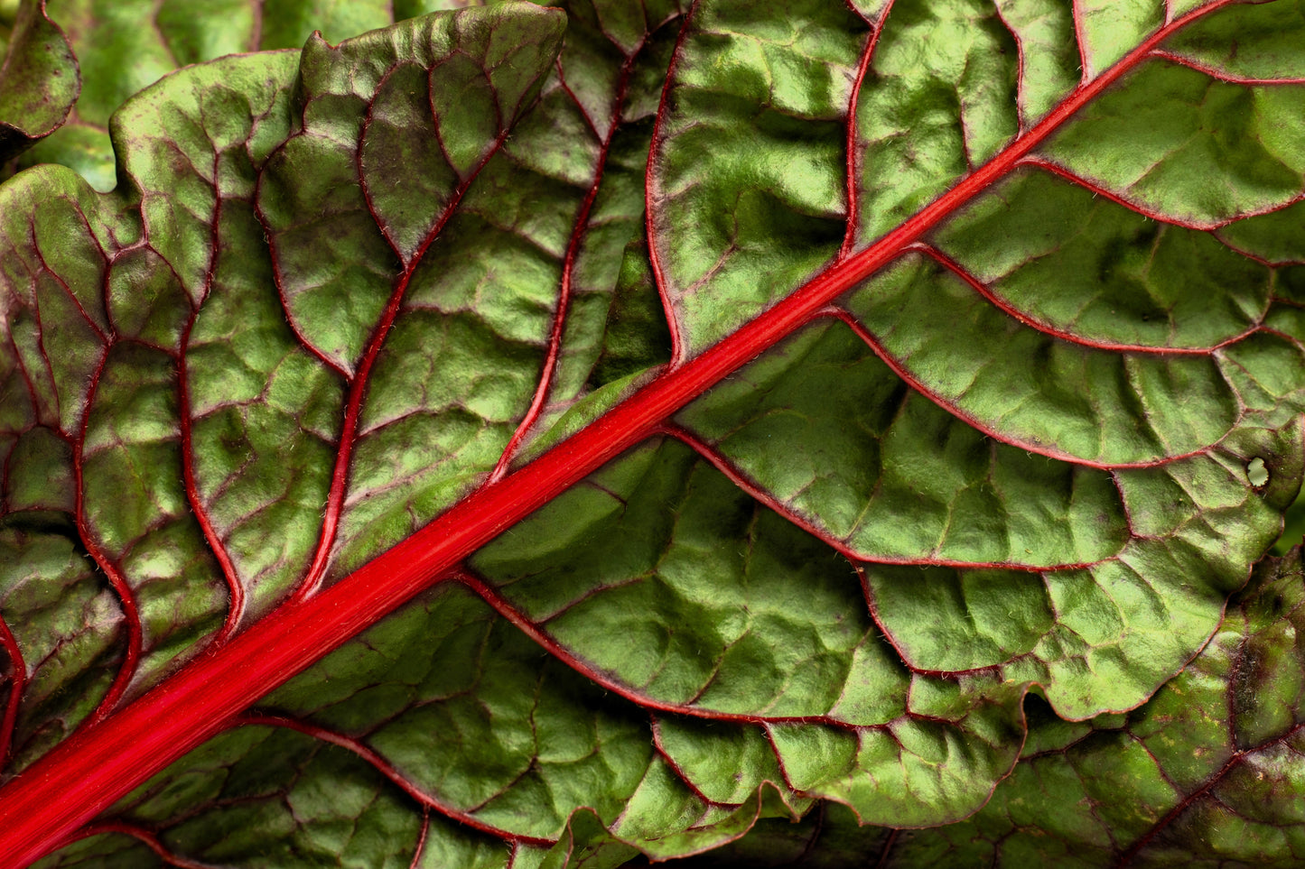 300 RHUBARB RED SWISS CHARD Perpetual Spinach Beta Vulgaris Vegetable Seeds