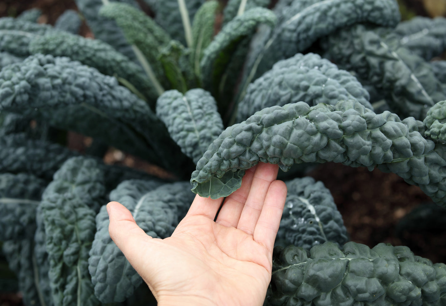 1500 LACINATO KALE Dinosaur Tuscan Black Brassica Oleracea Vegetable Seeds