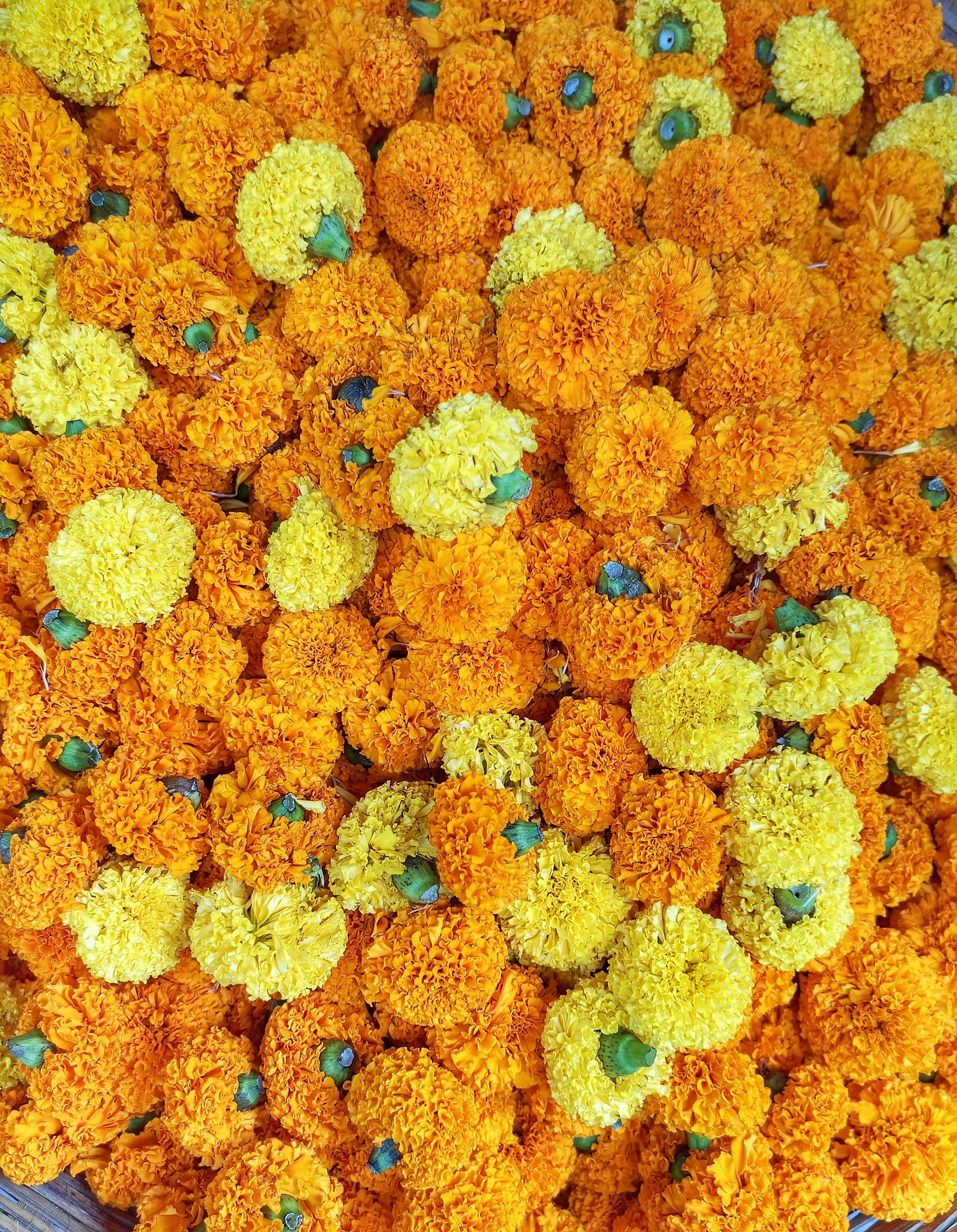 african marigold seeds for sale 250 AFRICAN MARIGOLD CRACKERJACK Mixed Color Tagetes Erecta Flower See – Seedville USA