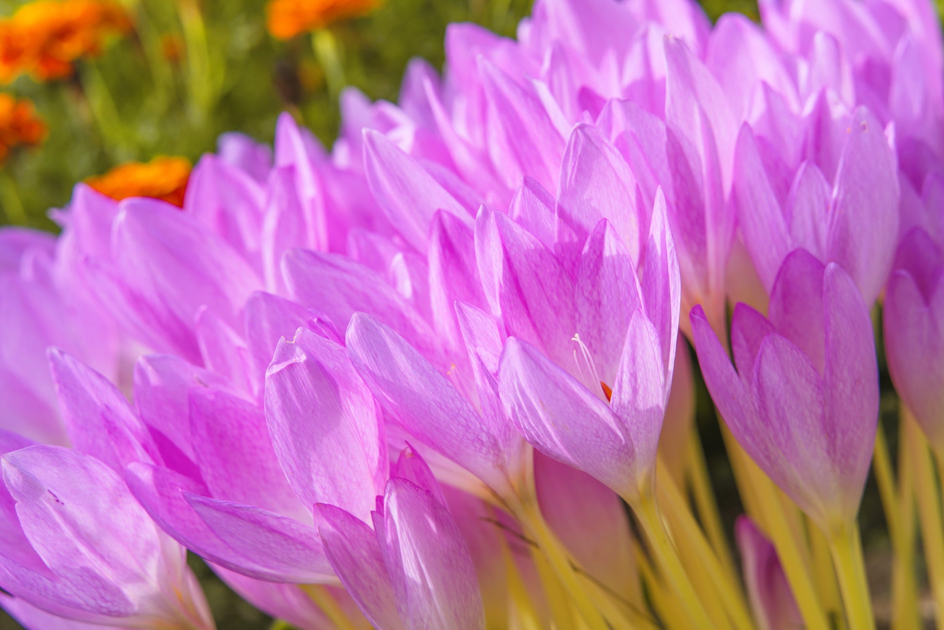 saffron flower seeds price 10 AUTUMN CROCUS Colchicum Autumnale Meadow Saffron Flower Seeds – Seedville USA