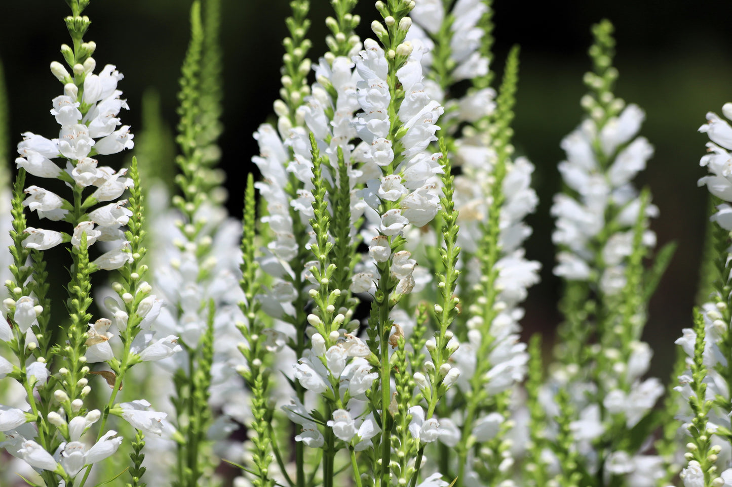 50 WHITE Showy OBEDIENT PLANT (False Dragon Head) Physostegia Virginiana Flower Seeds