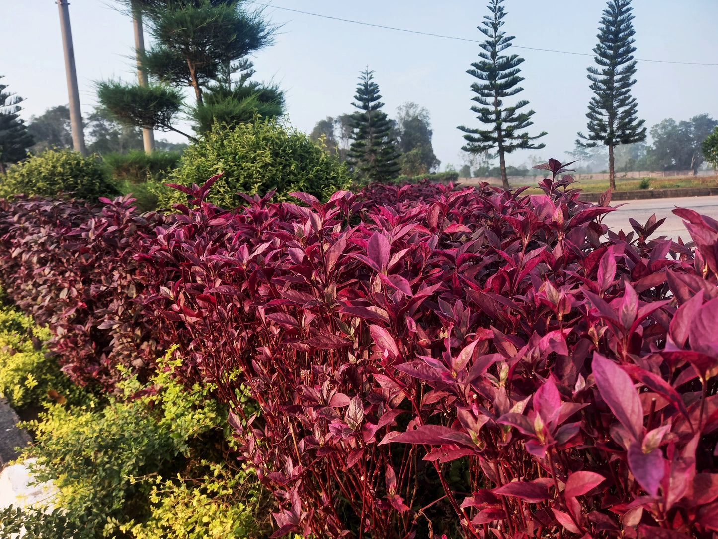 500 MIDNIGHT RED AMARANTHUS Cruentus Amaranth Flower Leaf Vegetable Seeds