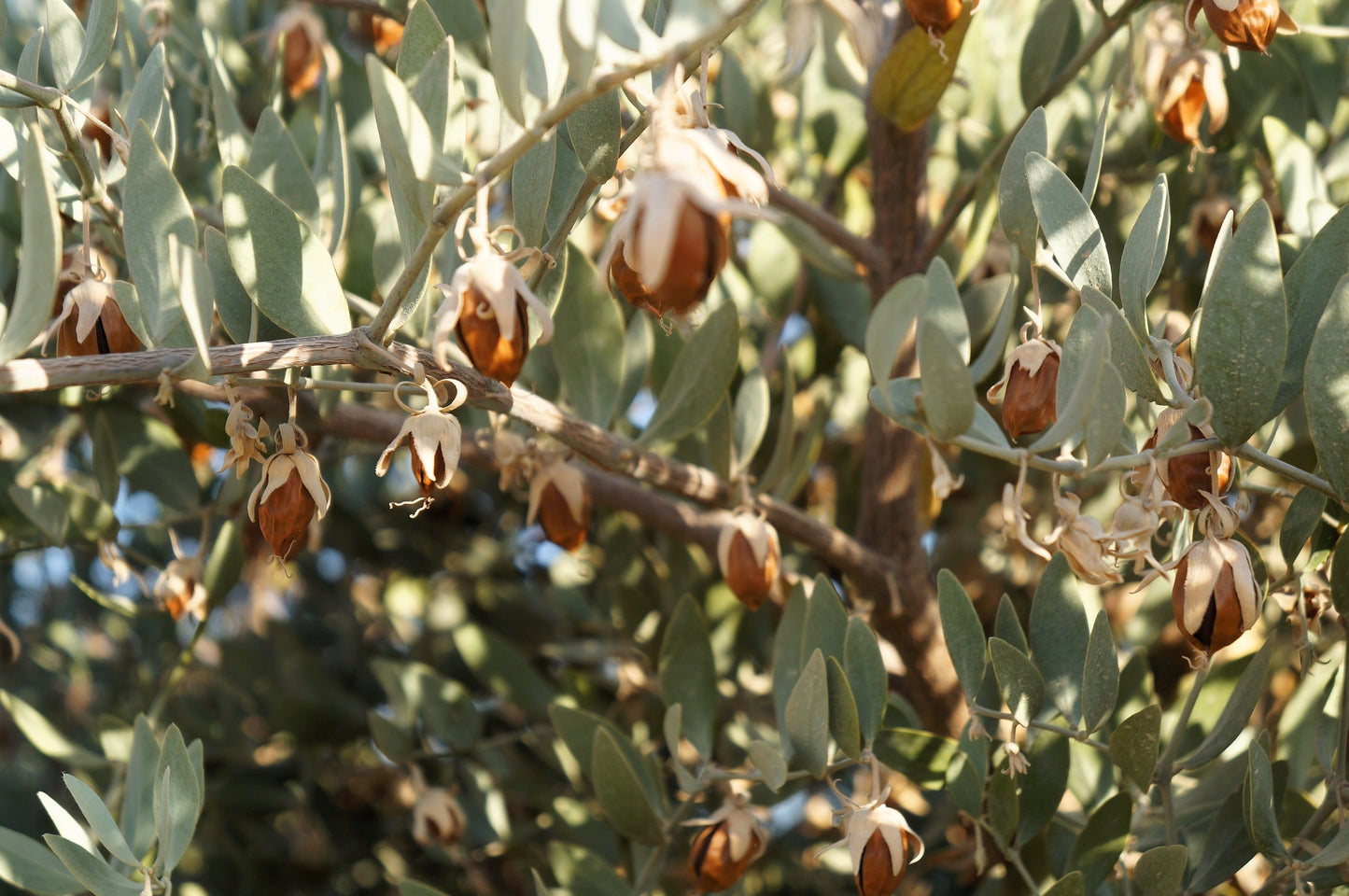 5 JOJOBA Simmondsia Chinensis Fruit Nut Oil Evergreen Shrub Seeds