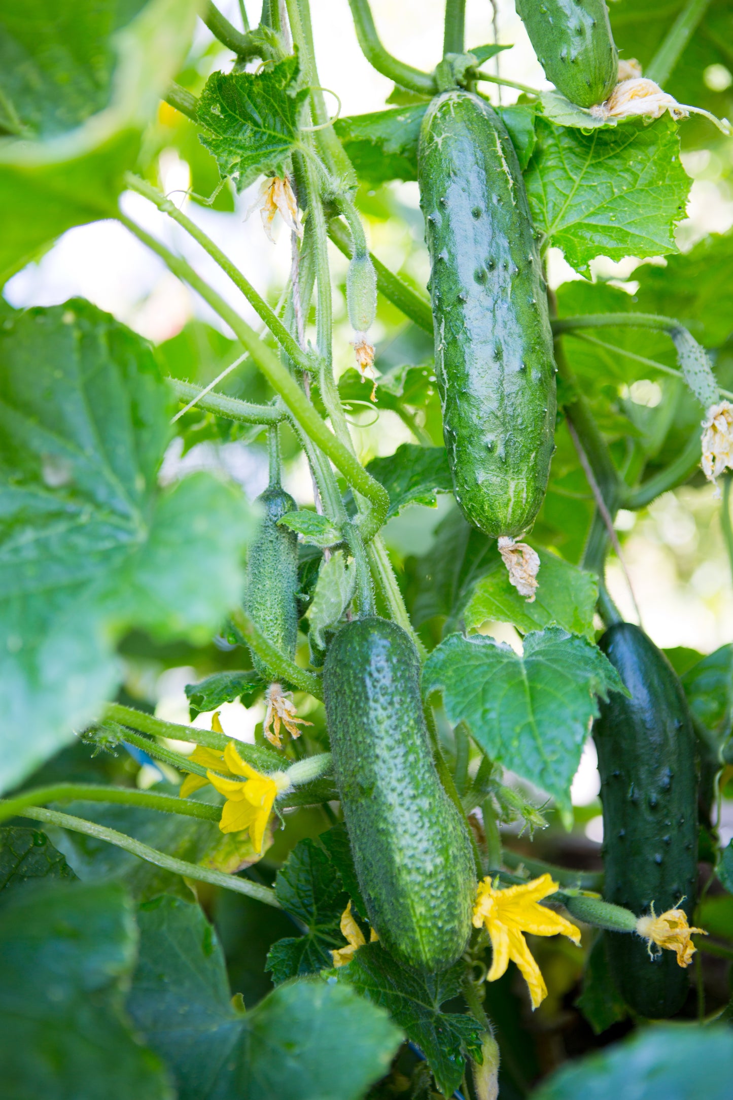 200 MARKETMORE 76 SLICING CUCUMBER Fruit Cucumis Sativus Seeds