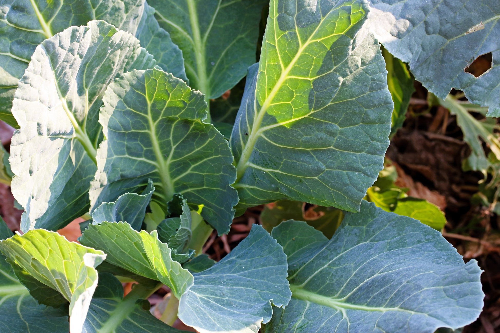 premier succulents etsy 1000 PREMIER KALE Early Hanover Brassica Oleracea Greens Vegetable See – Seedville USA