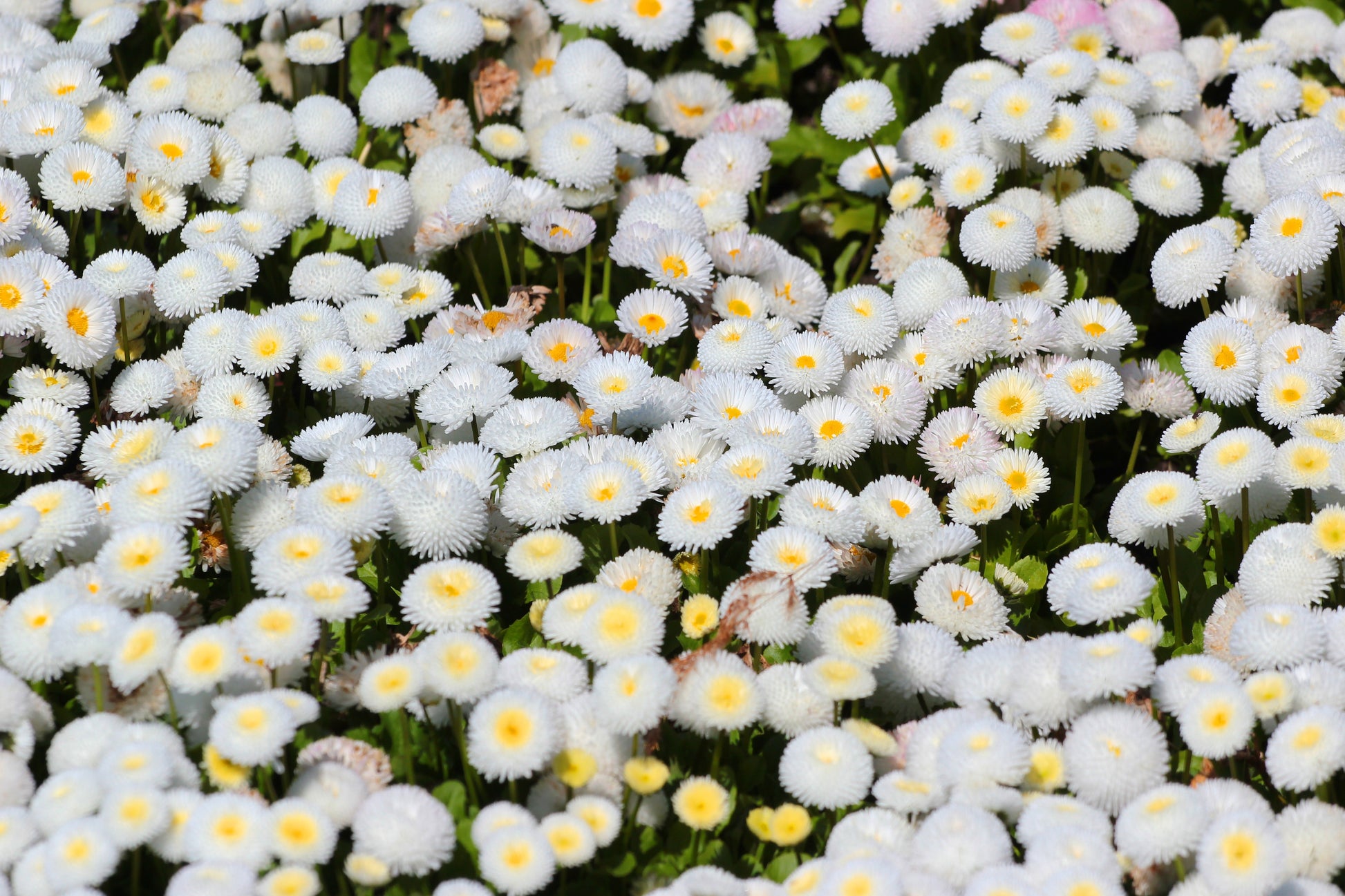 white seed flower 500 Dwarf WHITE ENGLISH DAISY Bellis Perennis Flower Seeds – Seedville USA