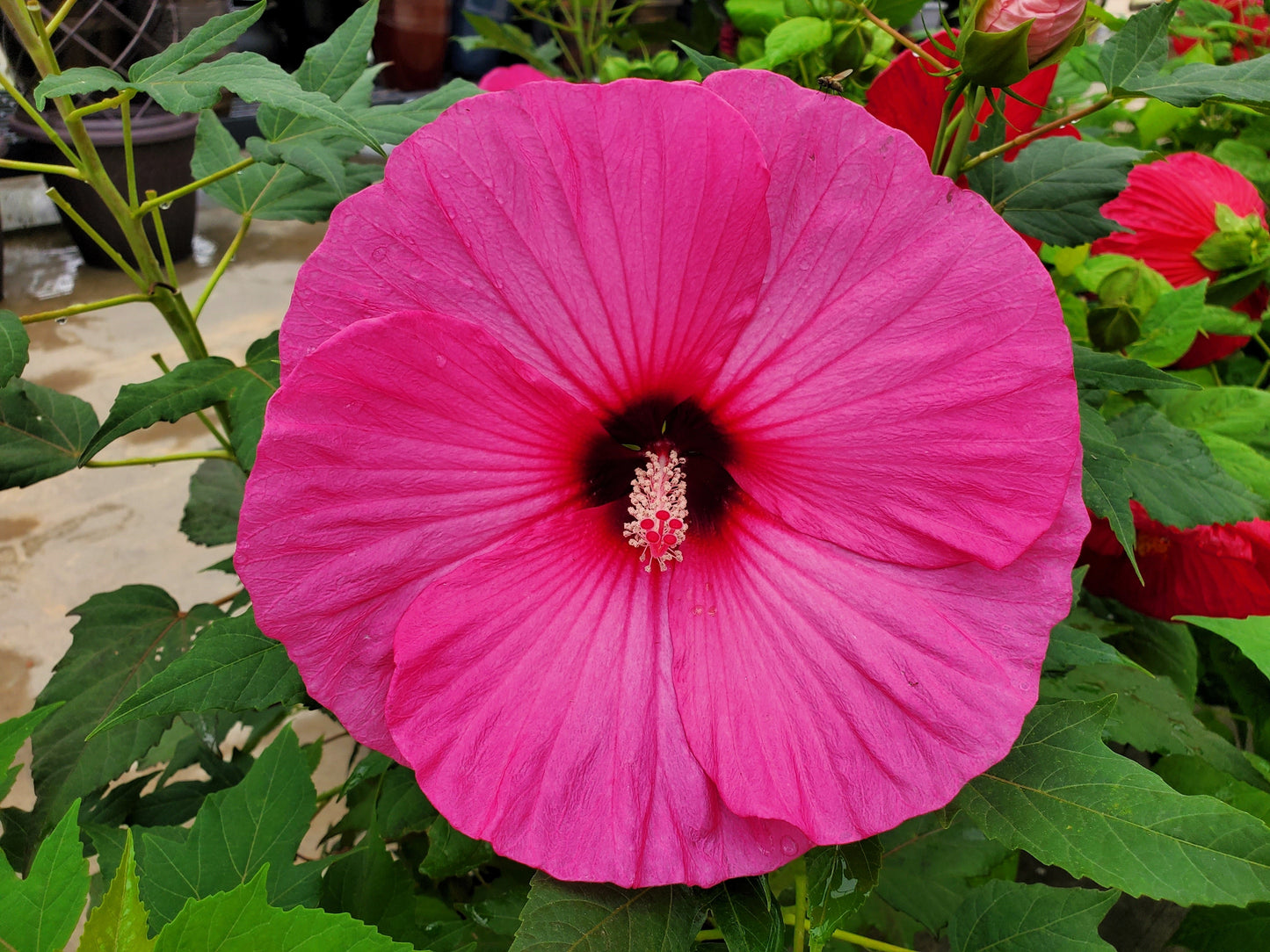 25 Grenache Vintage Hot PINK HARDY HIBISCUS Hibiscus Moscheutos Flower Seeds