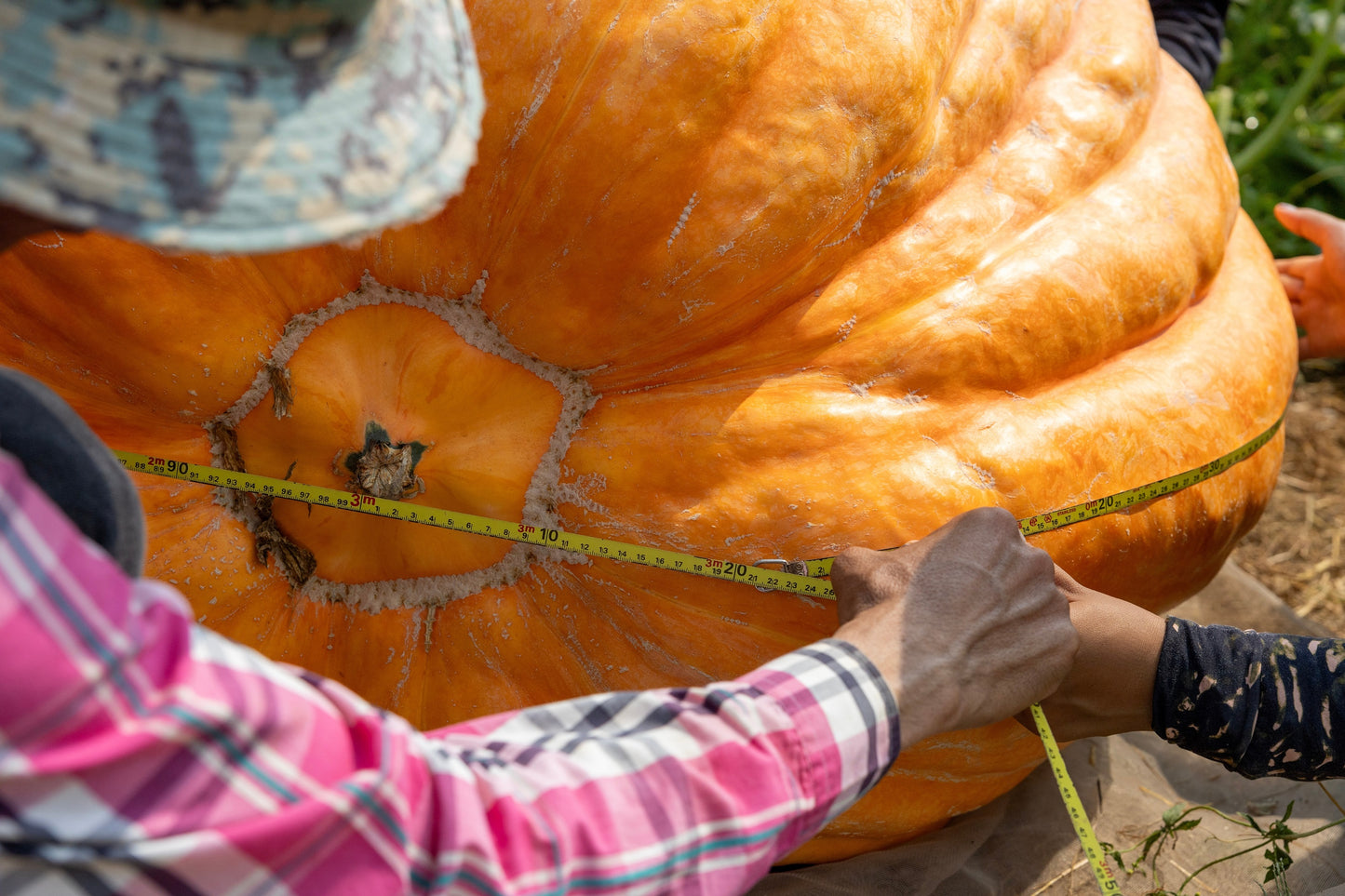 10 Dill's ATLANTIC GIANT PUMPMKIN Up to 2000 lb Cucurbita Vegetable Seeds