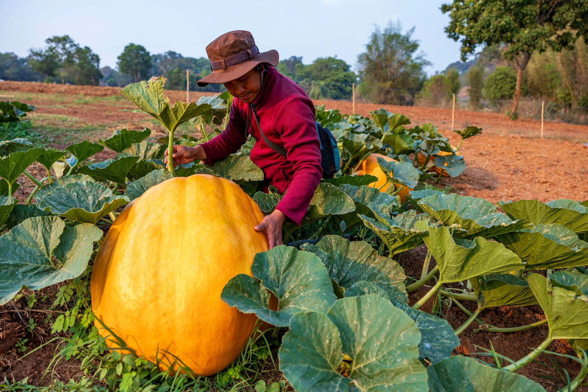 large pumpkin seeds for planting 10 Dill's ATLANTIC GIANT PUMPKIN Up to 2000 lb Cucurbita Vegetable Seeds