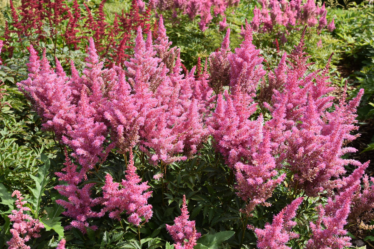 100 PINK MIX ASTILBE (False Spirea / False Goats Beard) Astilbe Chinensis Shade Flower Seeds