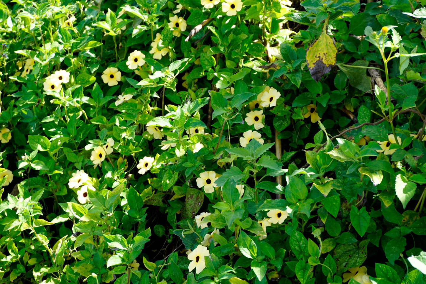 10 WHITE THUNBERGIA Alata VINE Black Eyed Susan Vine Flower Seeds