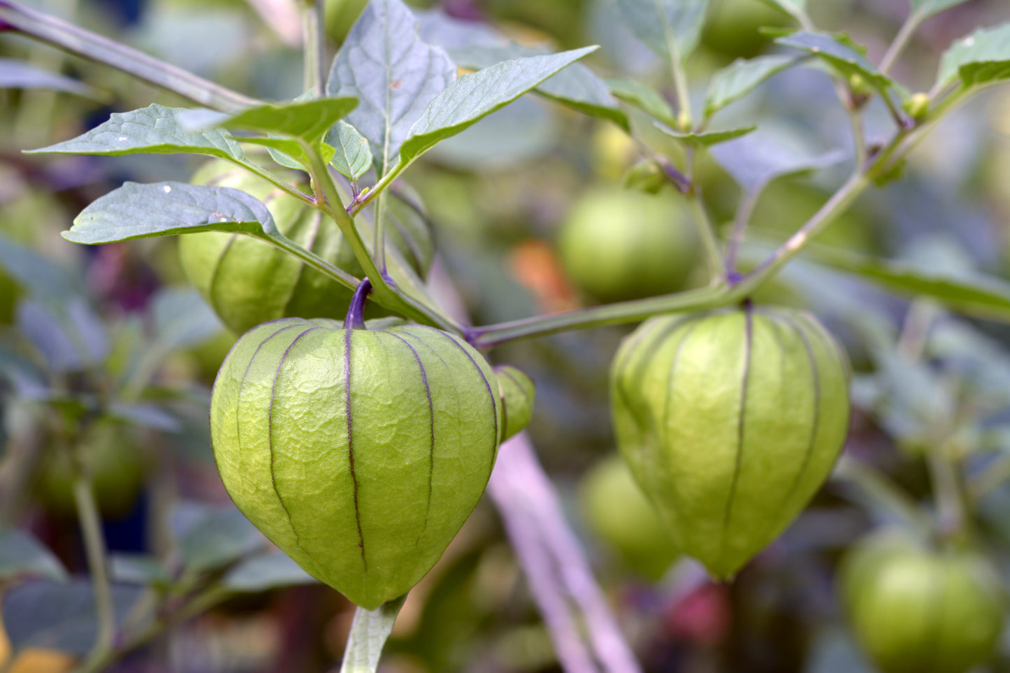 200 GRANDE Rio VERDE TOMATILLO Green Physalis Ixocarpa Vegetable Seeds