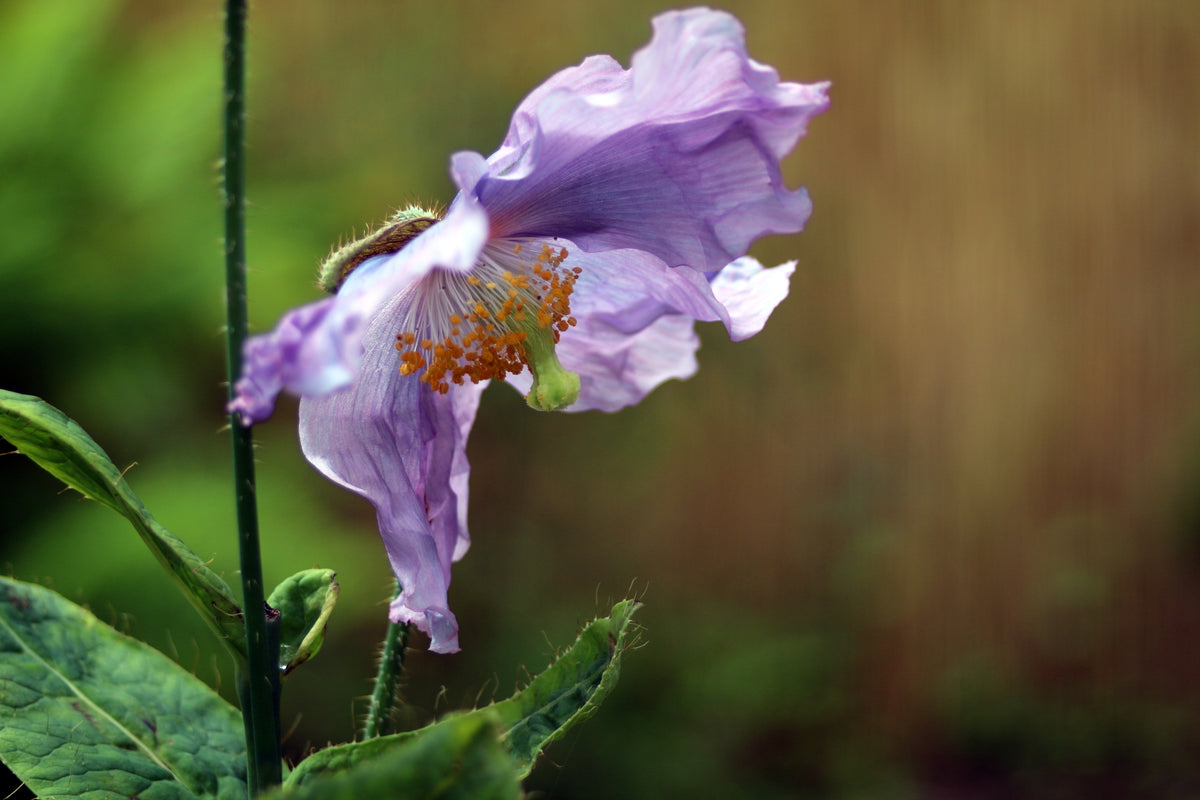 10 Violet Himalayan Poppy (Meconopsis Betonicifolia) Seeds - Rare Blue/Purple Flower Seeds