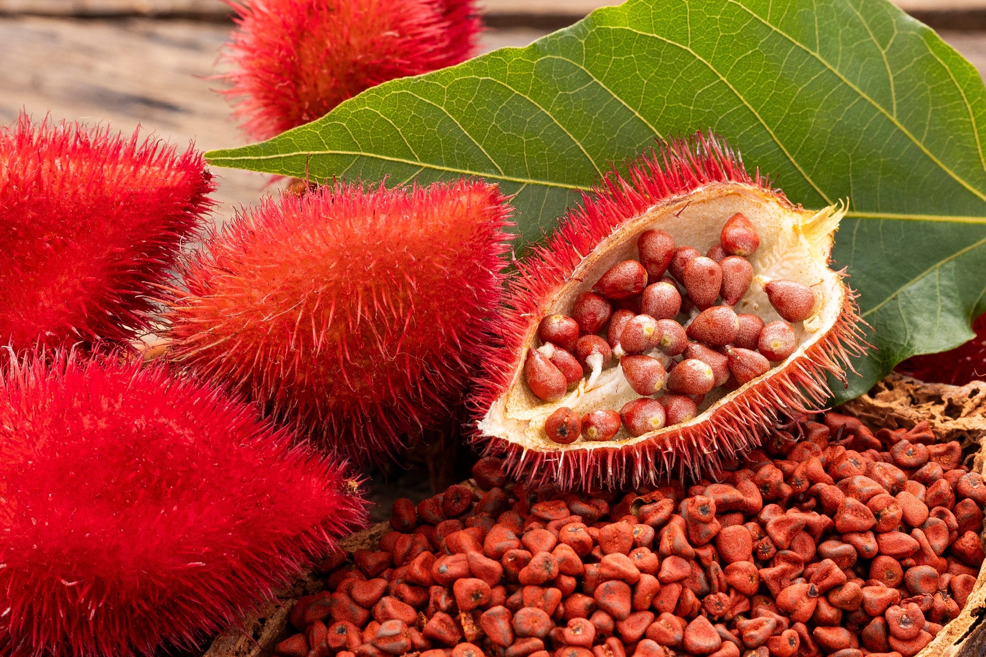 lipstick plant seed pods 100 ANNATTO TREE Lipstick Plant Bixa Orellana Seeds – Seedville USA