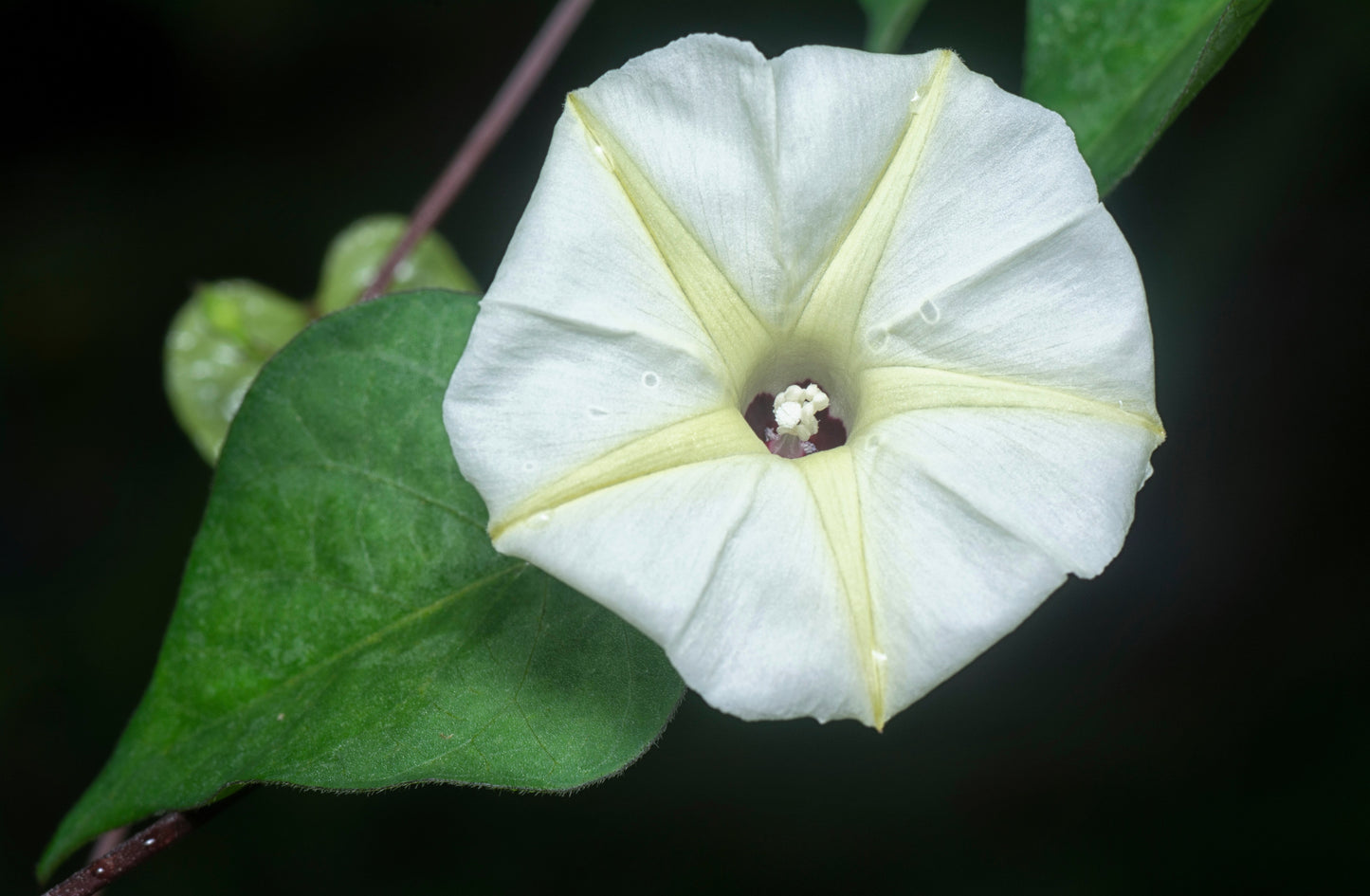 50 MOONFLOWER MORNING GLORY White Moon Flower Ipomoea Alba Flower Vine Seeds