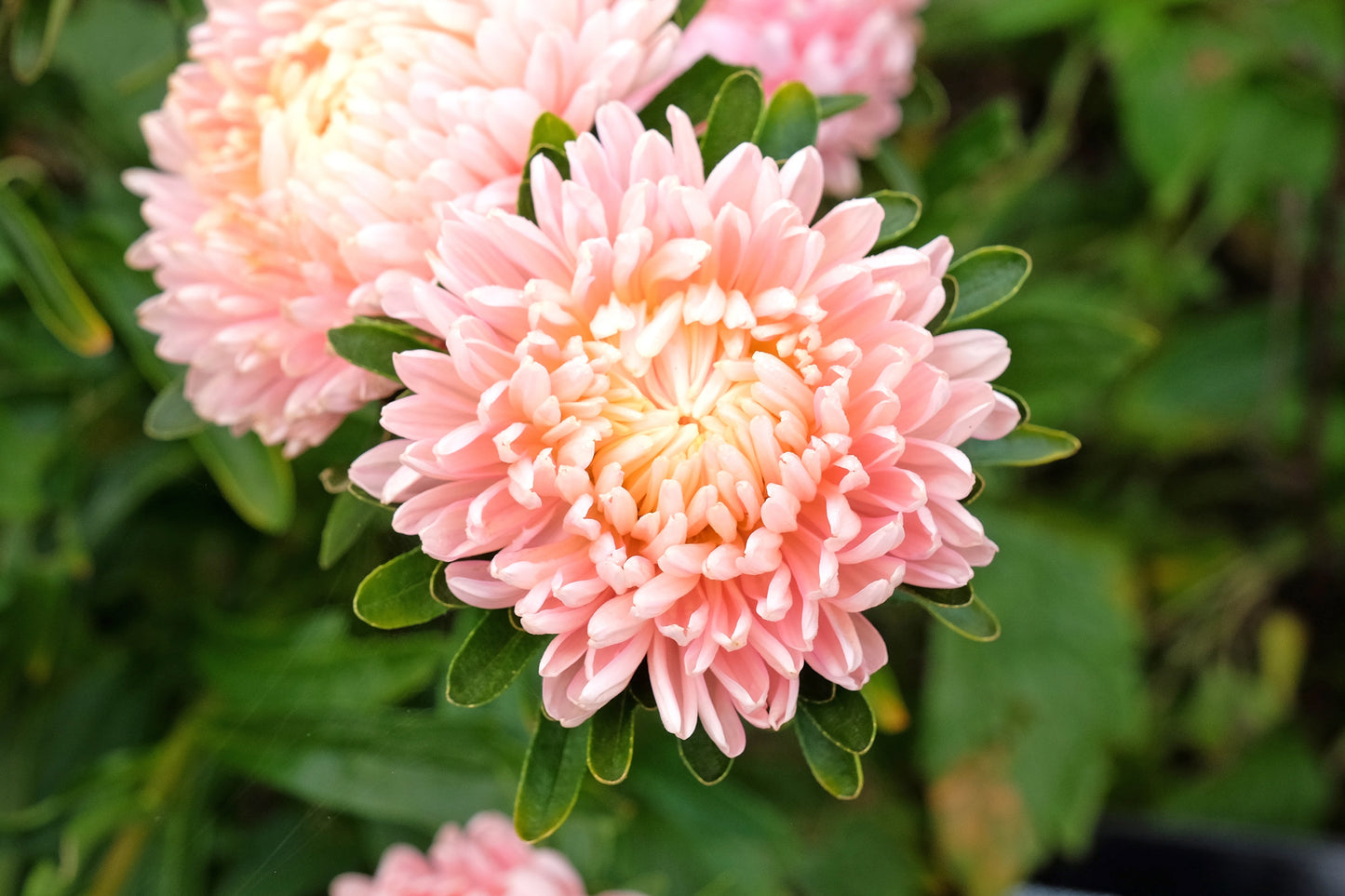 30 Duchess APRICOT PAEONY ASTER French Peony Callistephus Double Flower Seeds