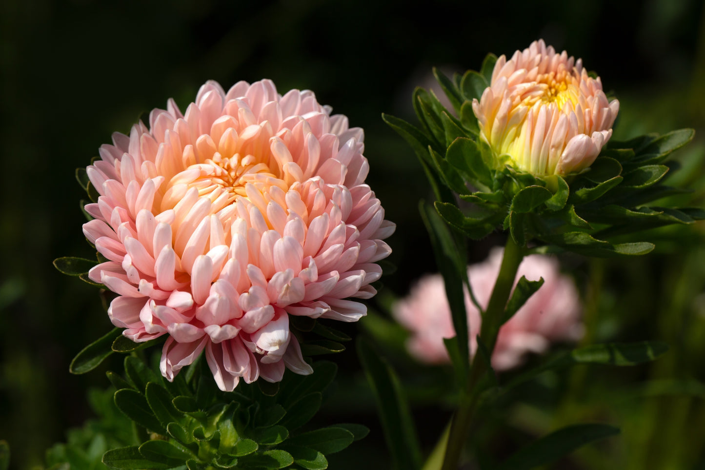 30 Duchess APRICOT PAEONY ASTER French Peony Callistephus Double Flower Seeds