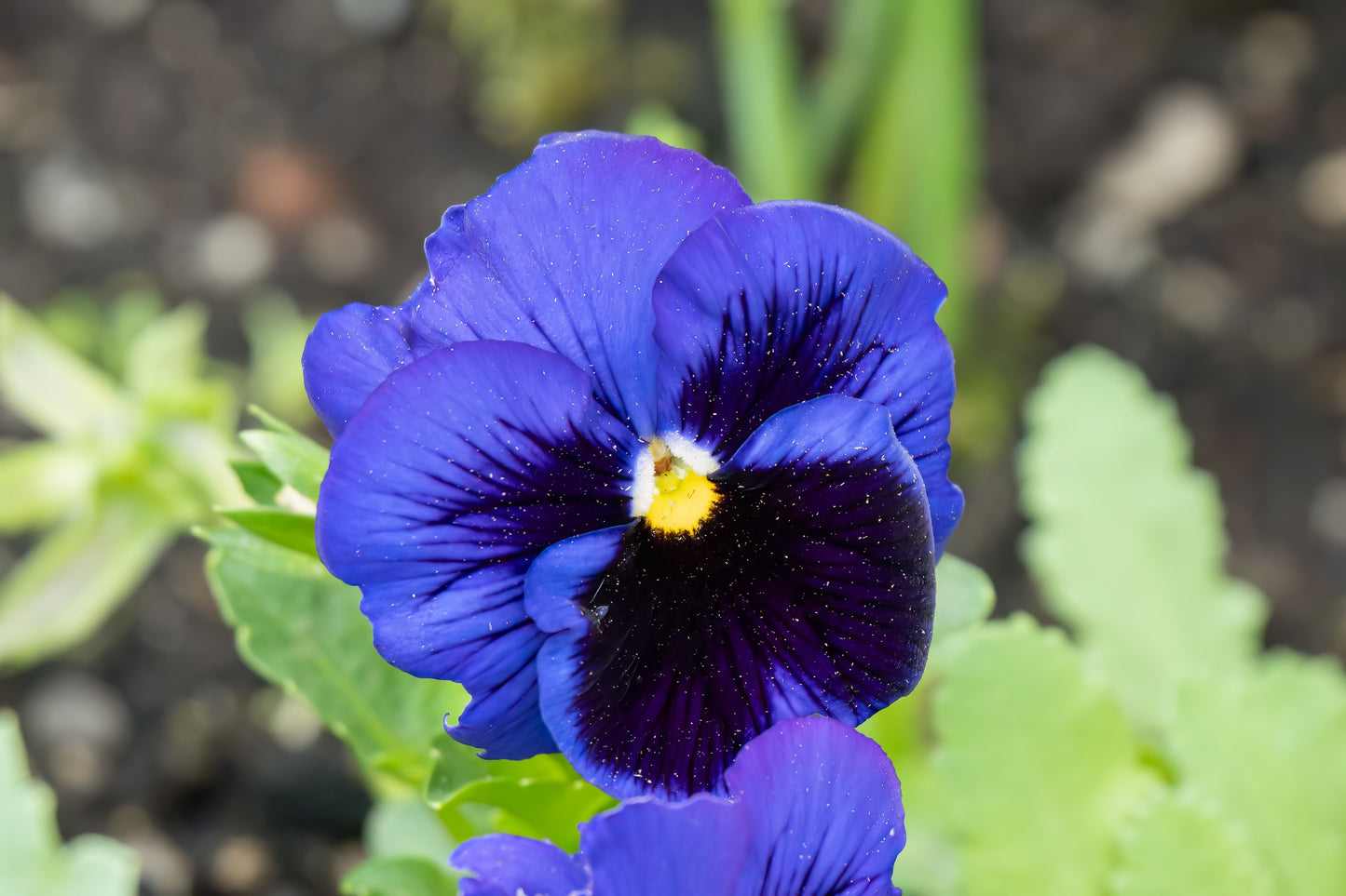 50 DEEP BLUE Blotch PANSY Swiss Giant Viola Wittrockiana Ullswater Flower Seeds