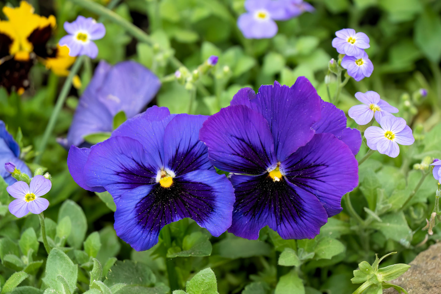 50 DEEP BLUE Blotch PANSY Swiss Giant Viola Wittrockiana Ullswater Flower Seeds