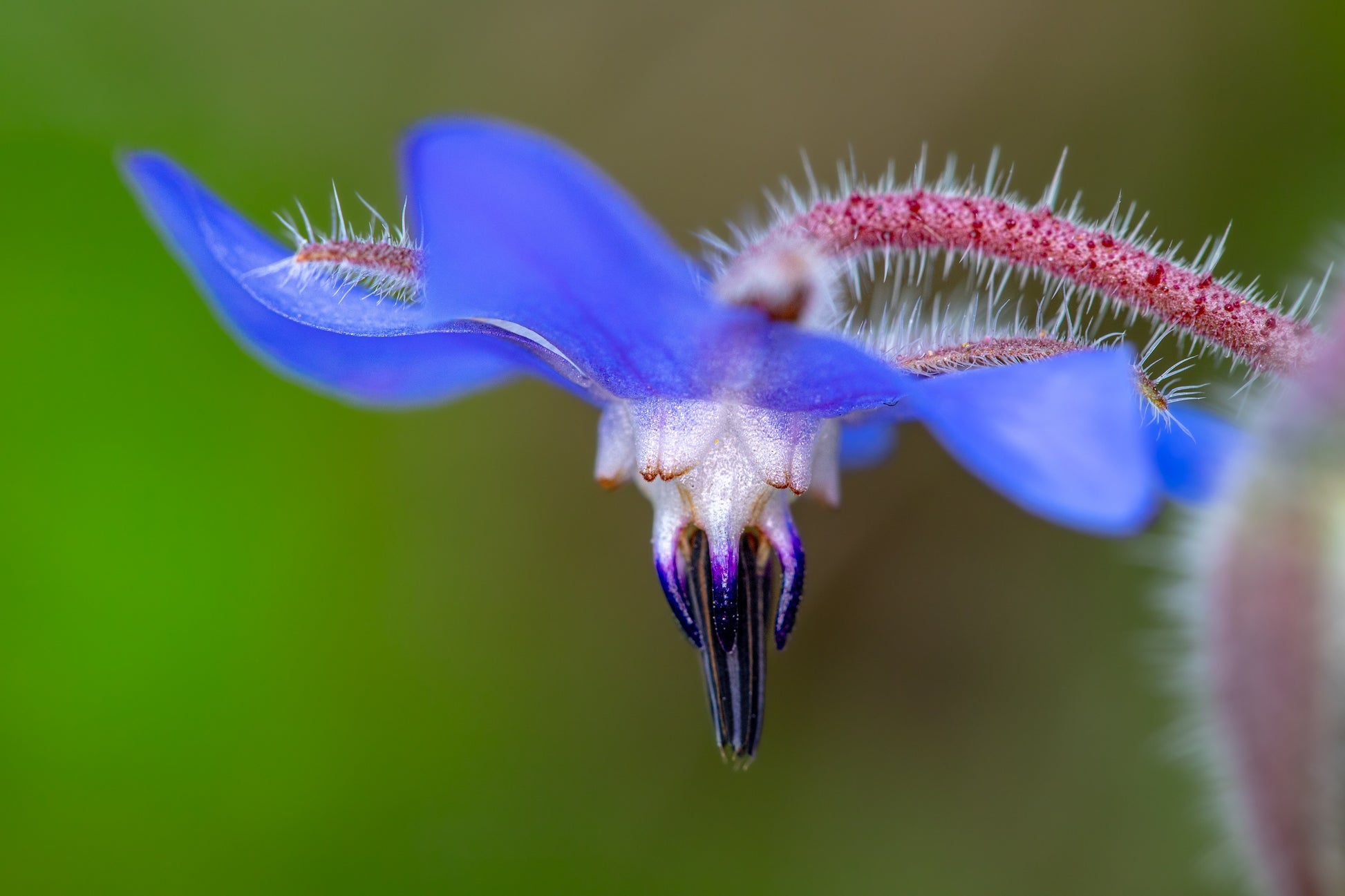 borage plant seeds 100 Blue Star BORAGE HERB Borago Officinalis Flower Seeds