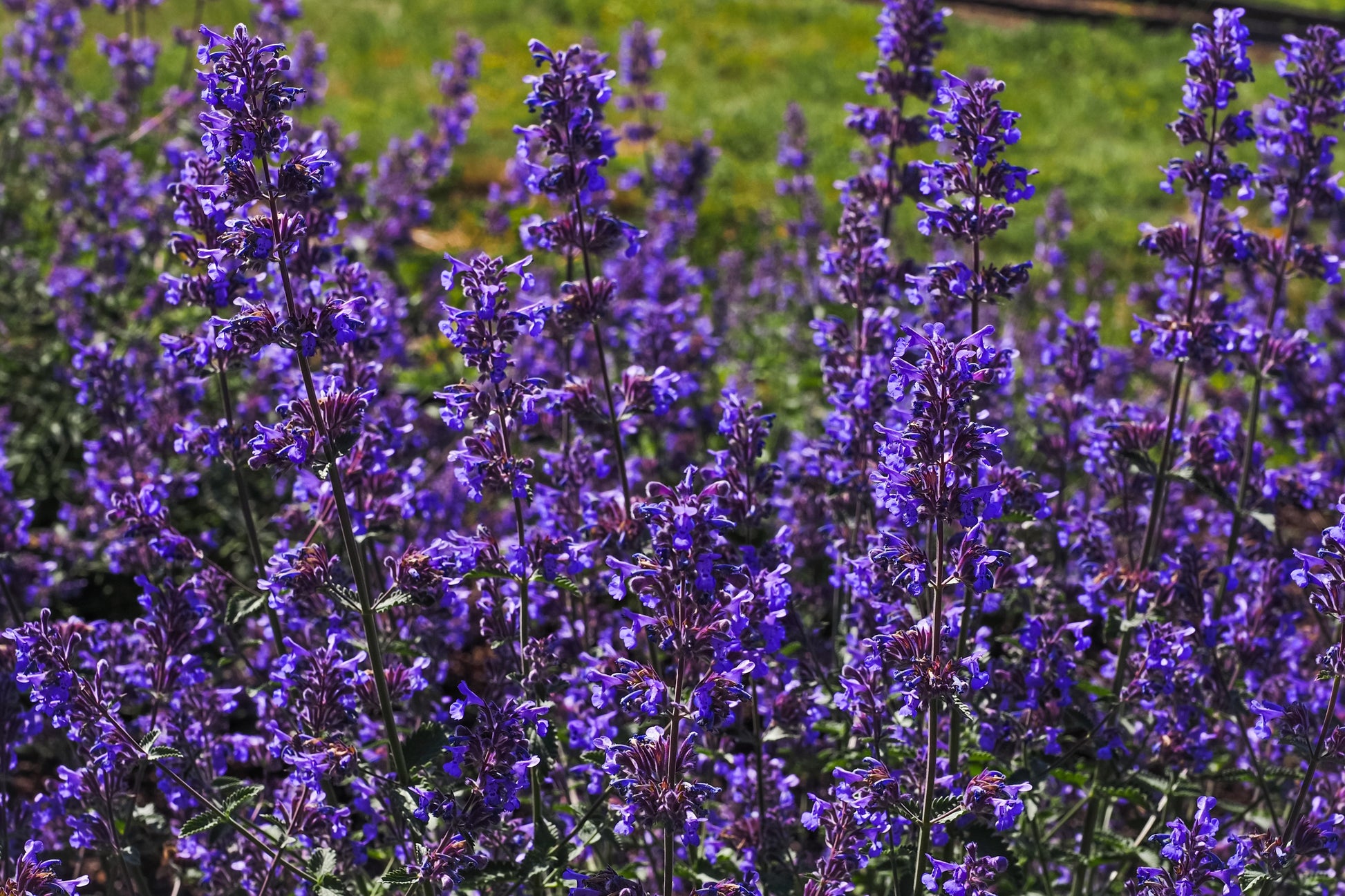 catmint plant seeds 50 BLUE CATMINT Nepeta Mussinii Herb Flower Seeds