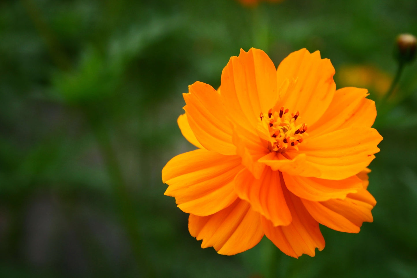 300 BRIGHT LIGHTS COSMOS Mix Mixed Colors Red Orange Yel Bipinnatus Flower Seeds