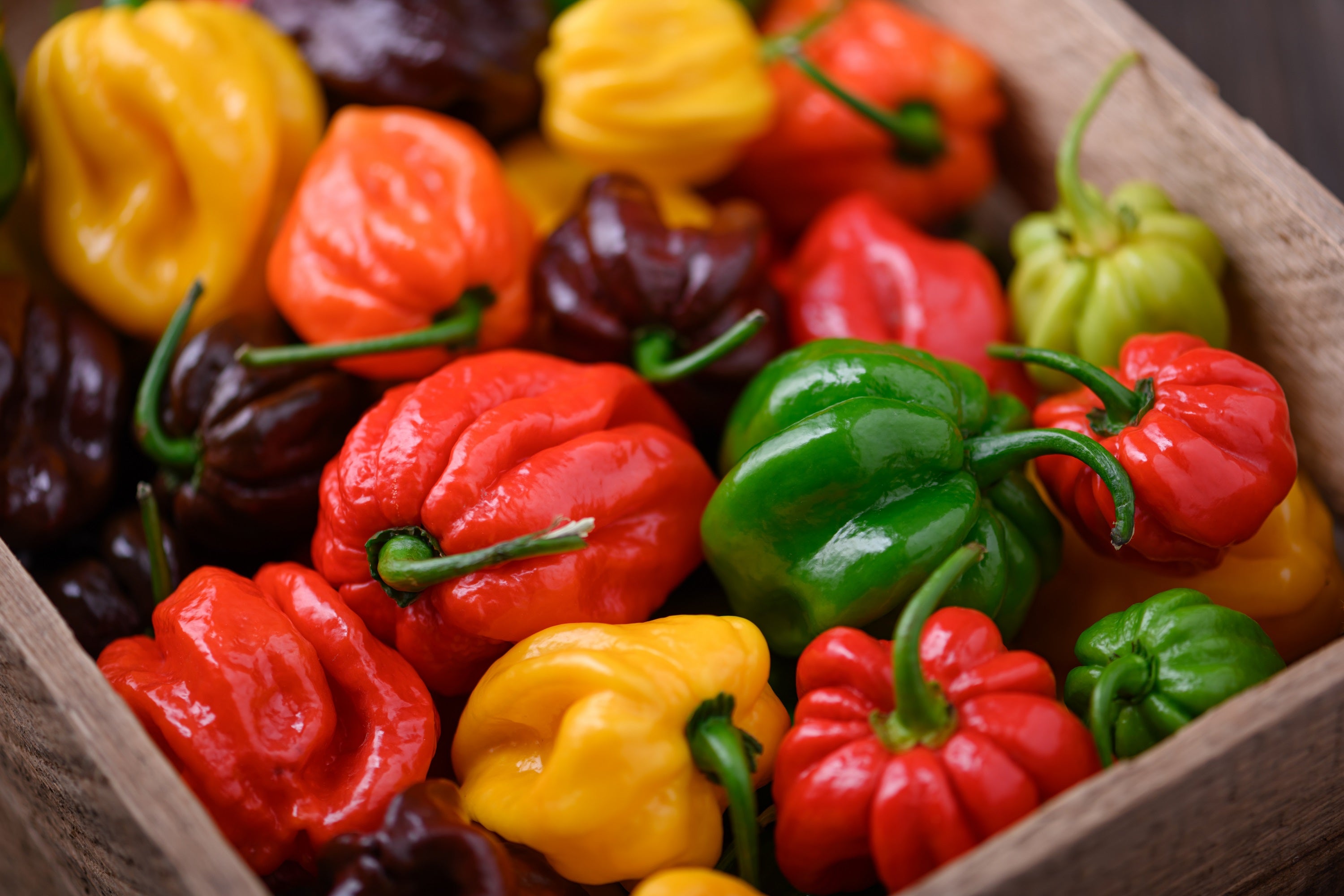 Seedville Habanero Pepper Seeds - Thumbnail 4