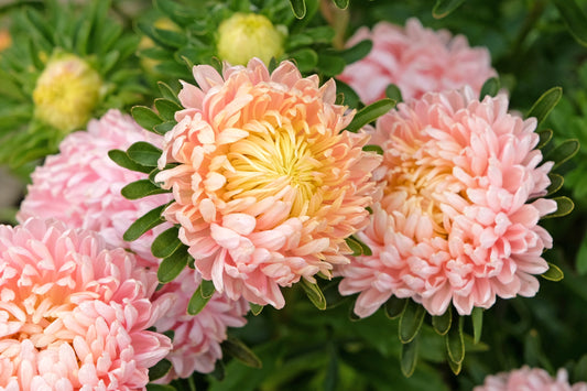 30 Duchess APRICOT PAEONY ASTER French Peony Callistephus Double Flower Seeds