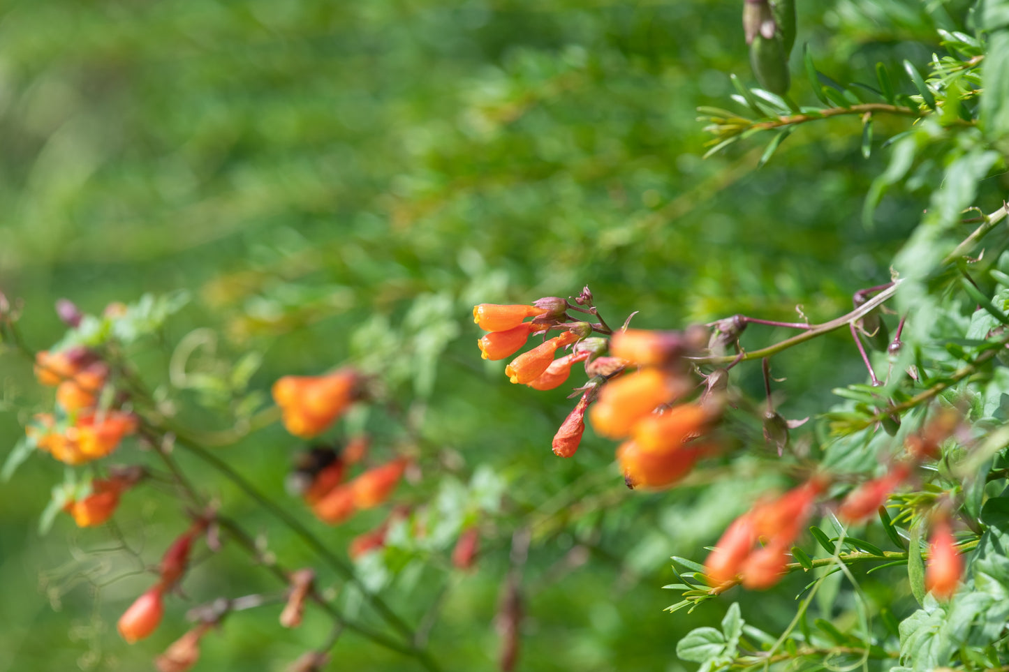 40 CHILEAN GLORY VINE Eccremocarpus Scaber Flower Seeds