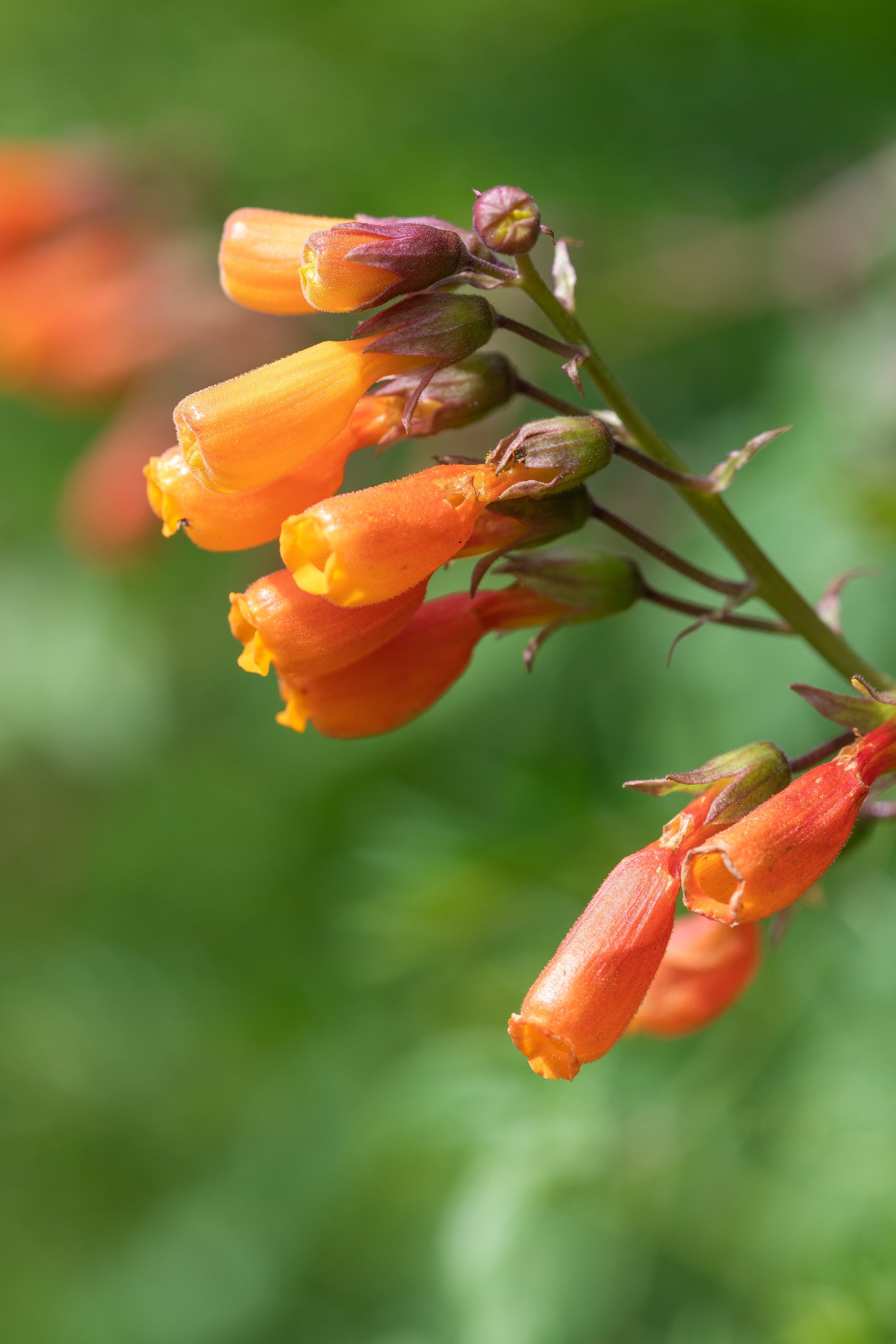 chilean glory flower seeds 40 CHILEAN GLORY VINE Eccremocarpus Scaber Flower Seeds